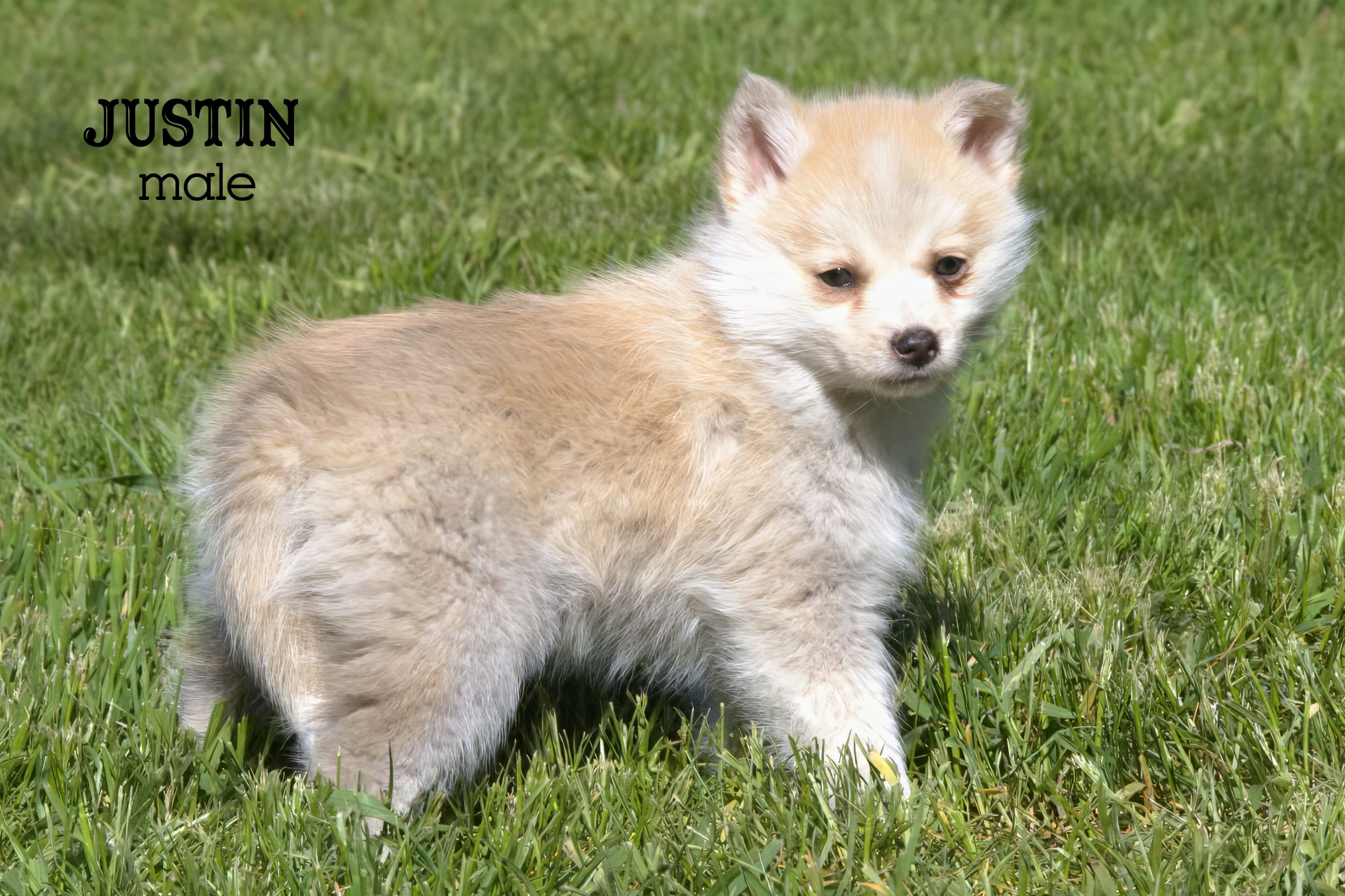 Justin – Pomsky puppy for sale in Clare, MI