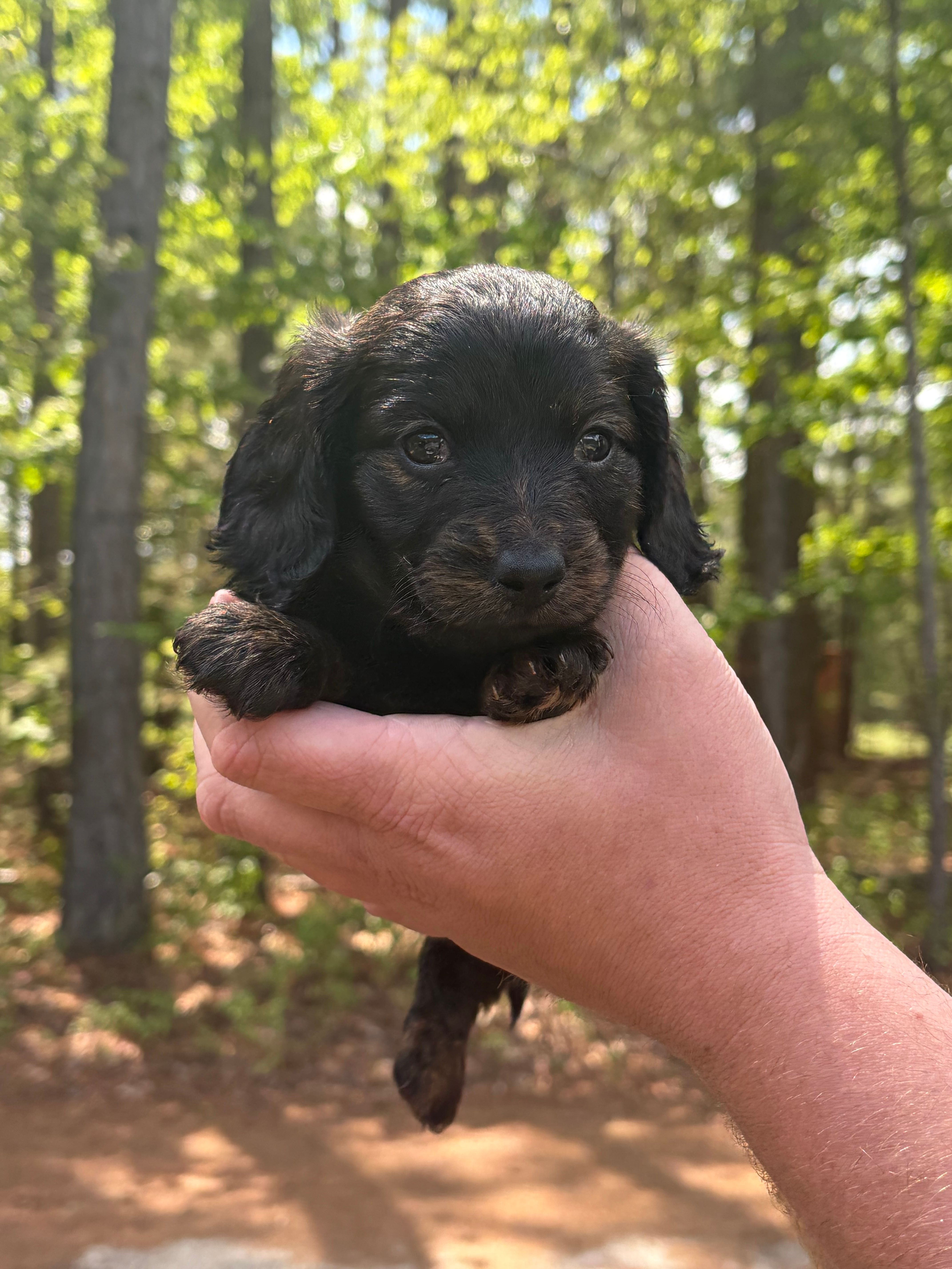 Roxy  – Miniature Dachshund puppy for sale in Petersburg, VA