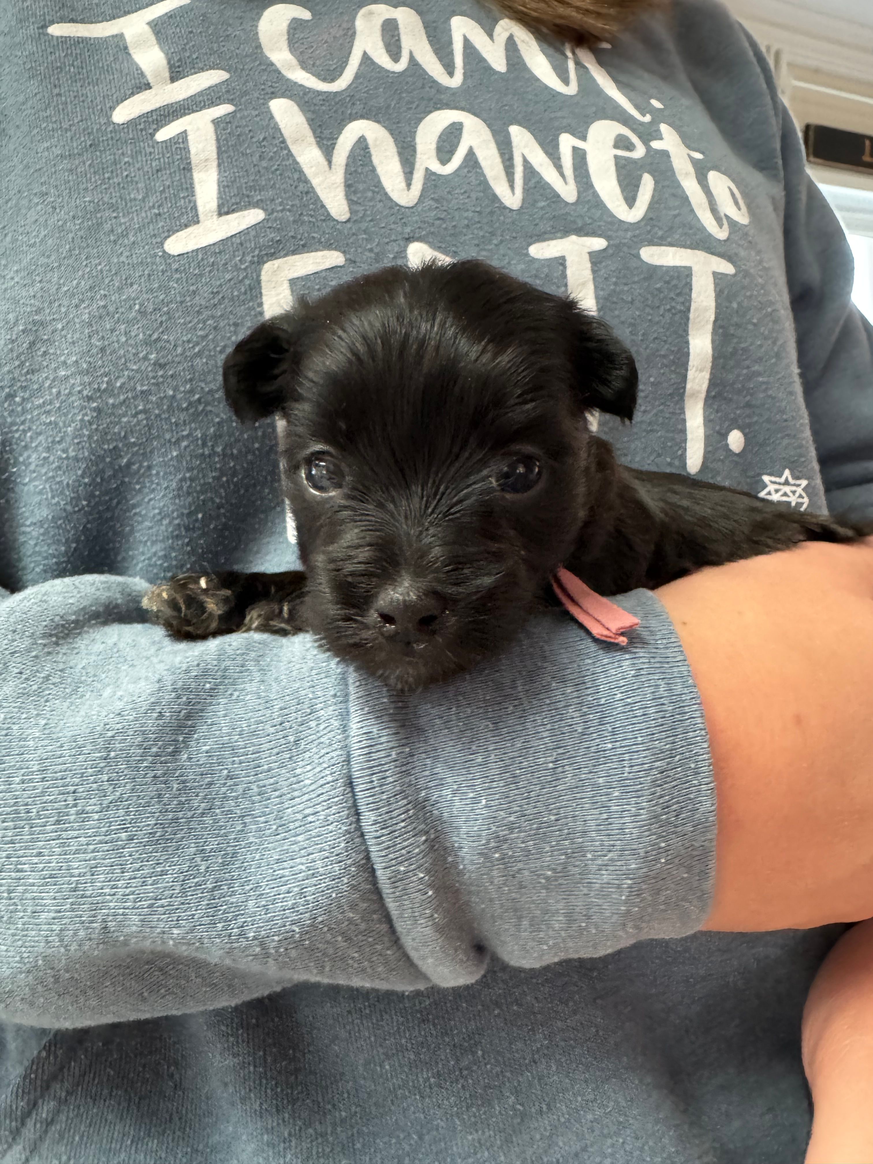 Olga – Coton de Tulear puppy for sale in Converse, IN