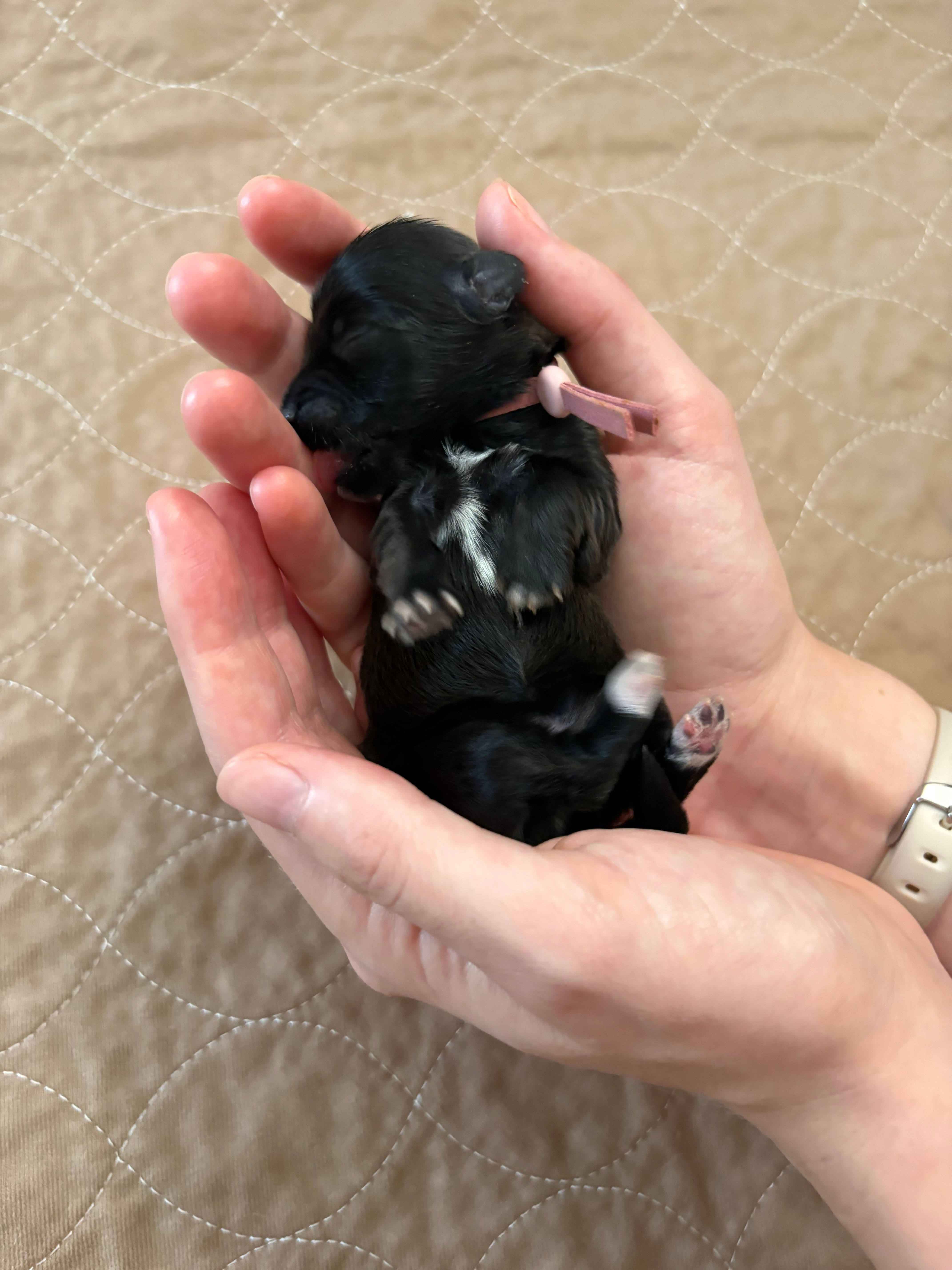 Olga – Coton de Tulear puppy for sale in Converse, IN