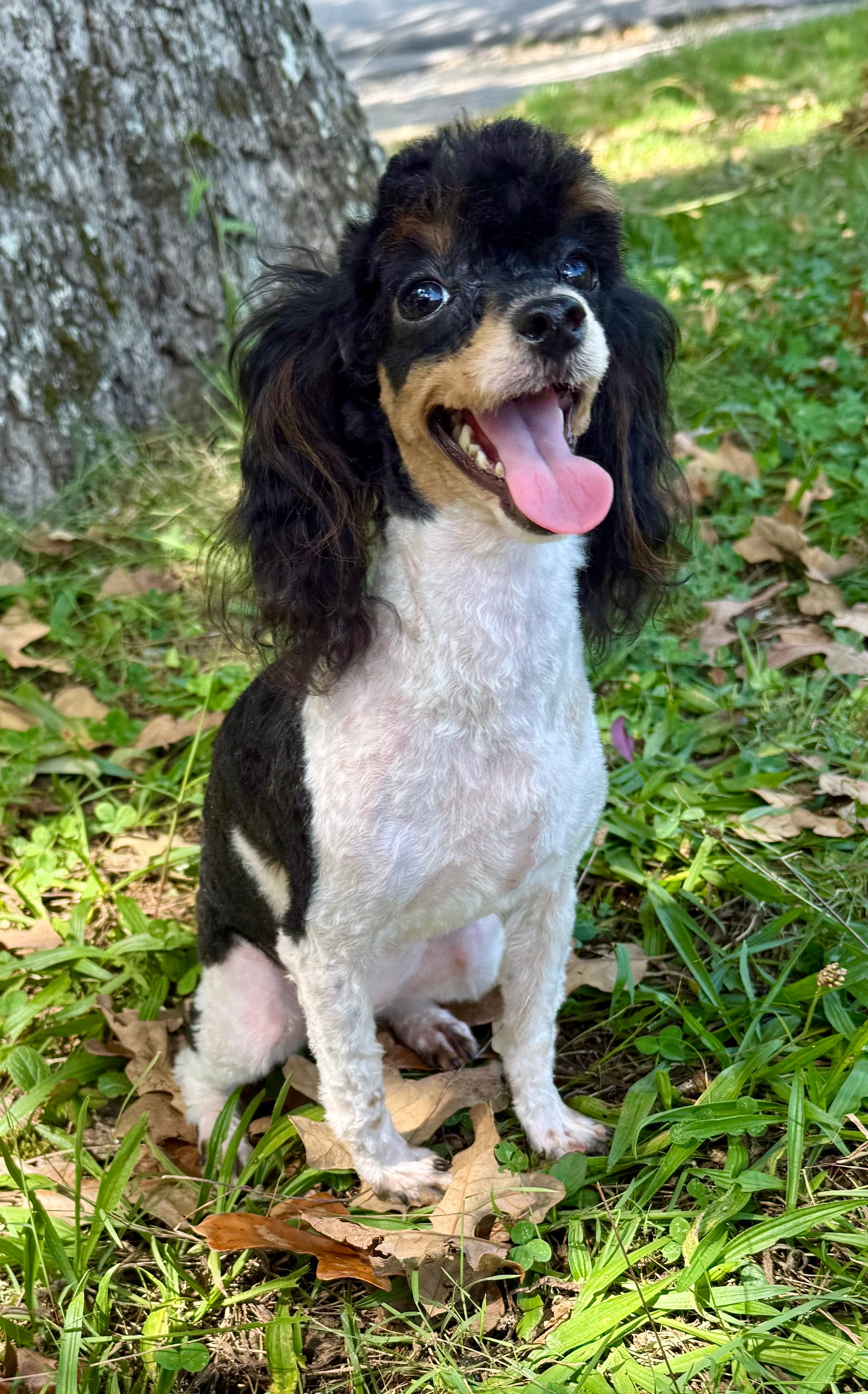 Lily (In heat) – Poodle - Toy  puppy for sale in Fort Payne, AL