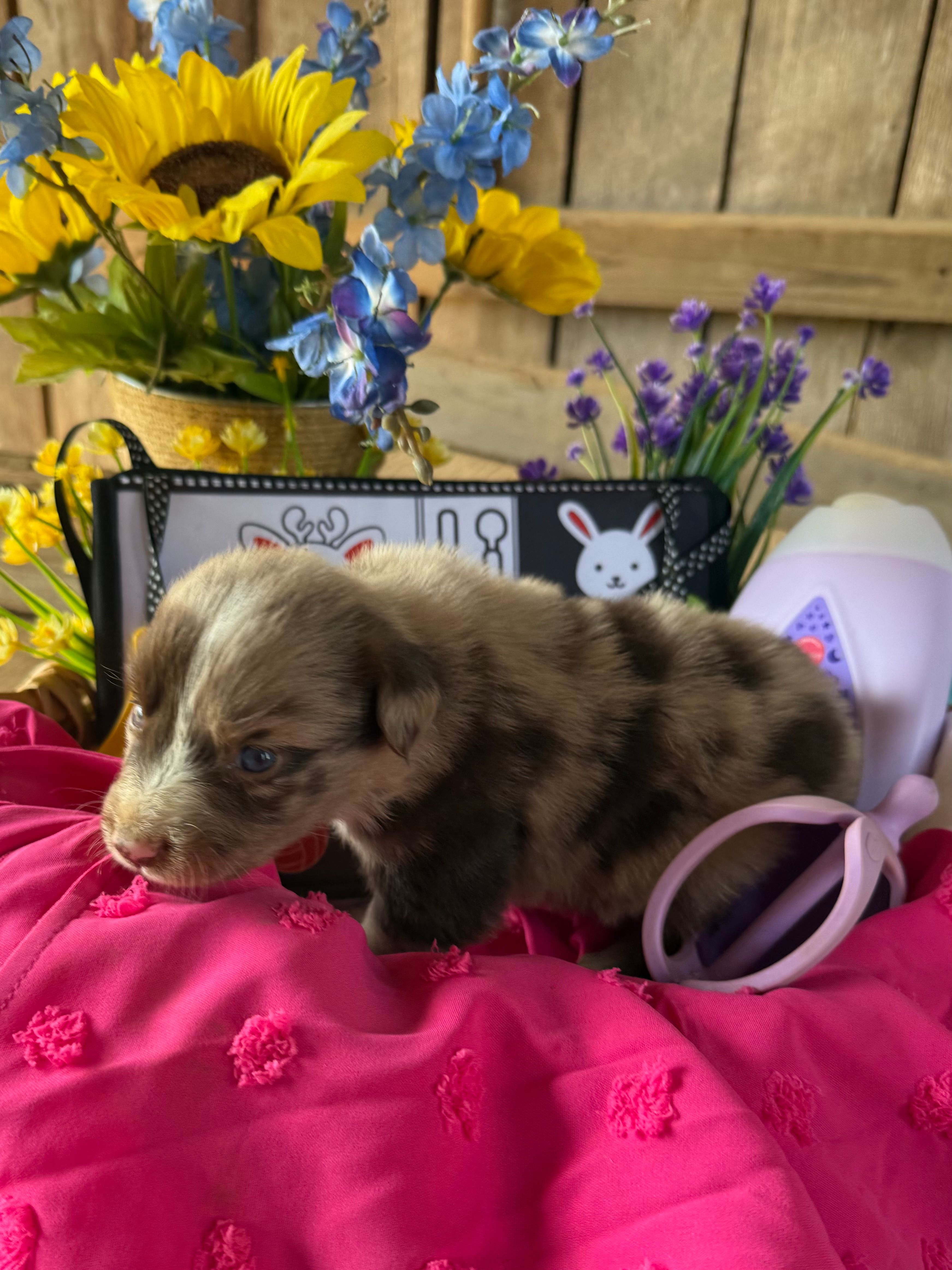 Jaycee – Australian Shepherd puppy for sale in Pulaski, TN