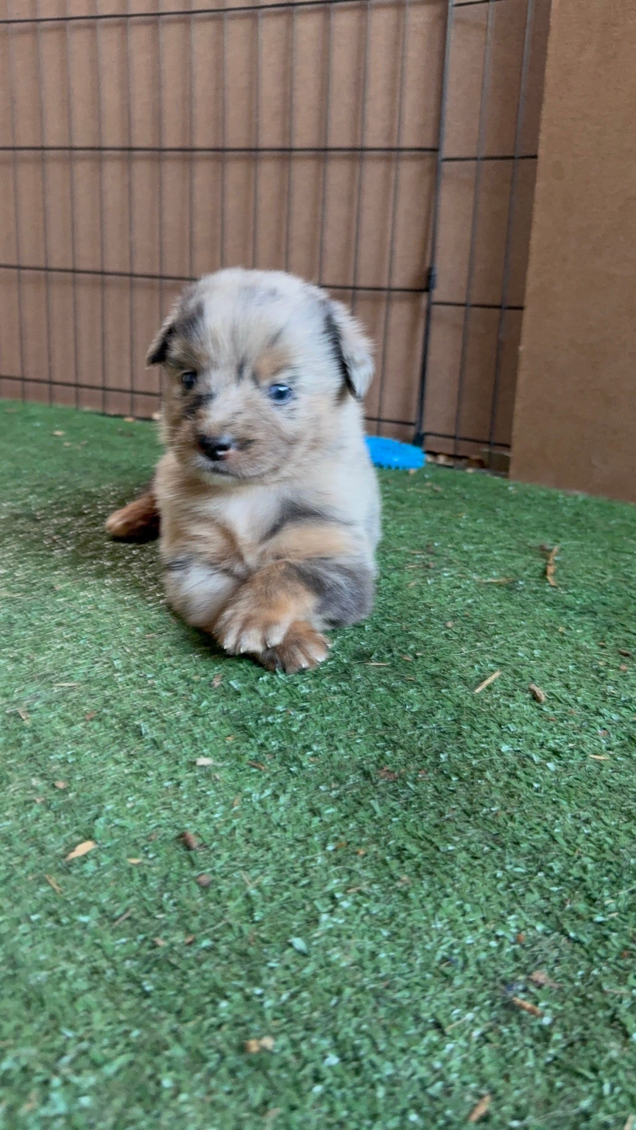 Sam – Australian Shepherd puppy for sale in Pulaski, TN