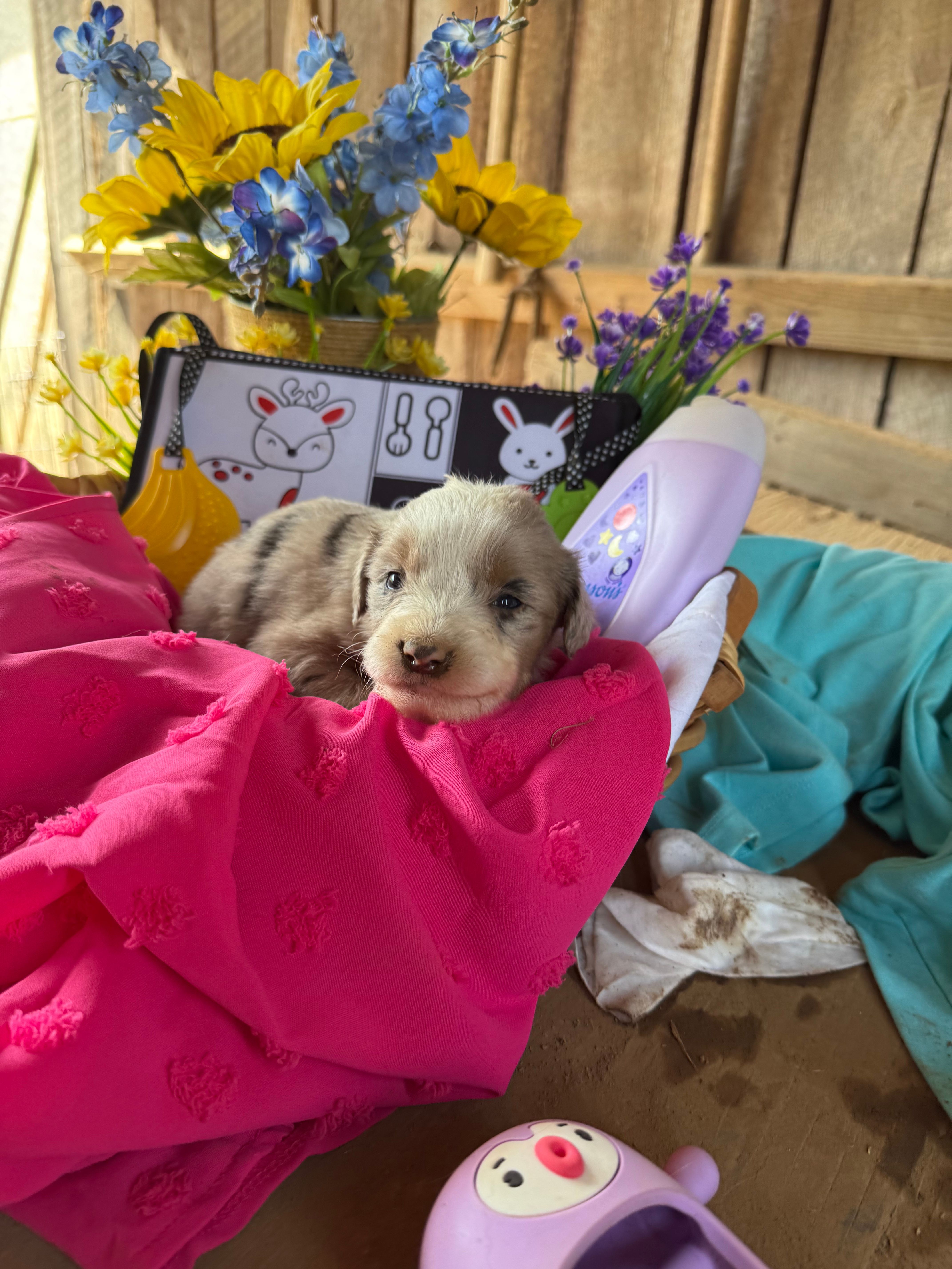 Ellie – Australian Shepherd puppy for sale in Pulaski, TN