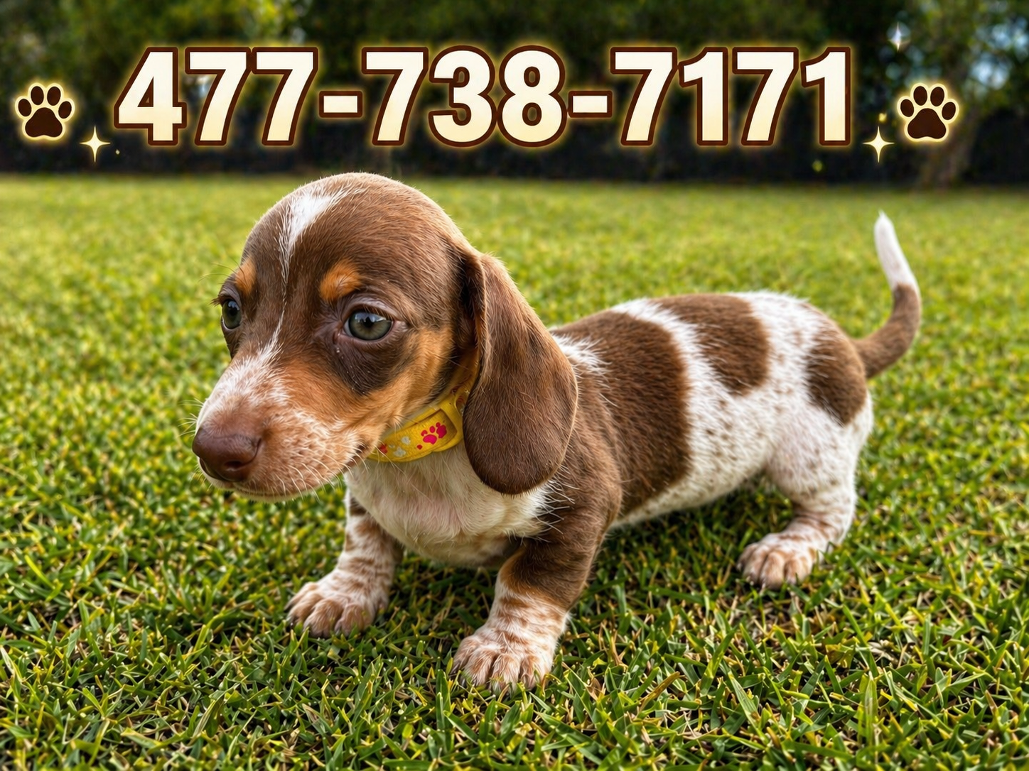 Milo 🐾🐶🤍🤎✨ – Miniature Dachshund puppy for sale in Saint Cloud, FL