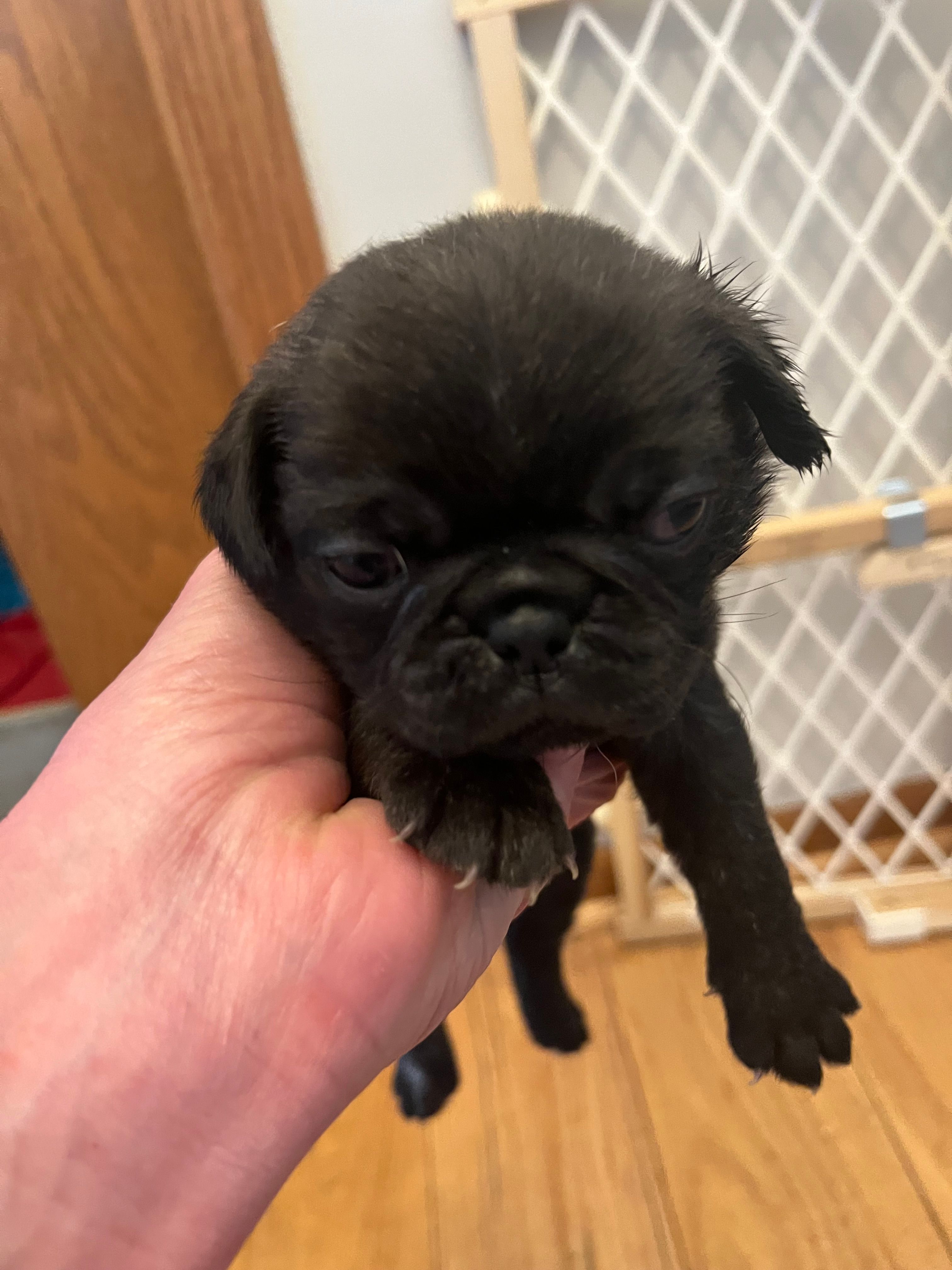 Jazzy – Pug puppy for sale in Windsor Heights, IA