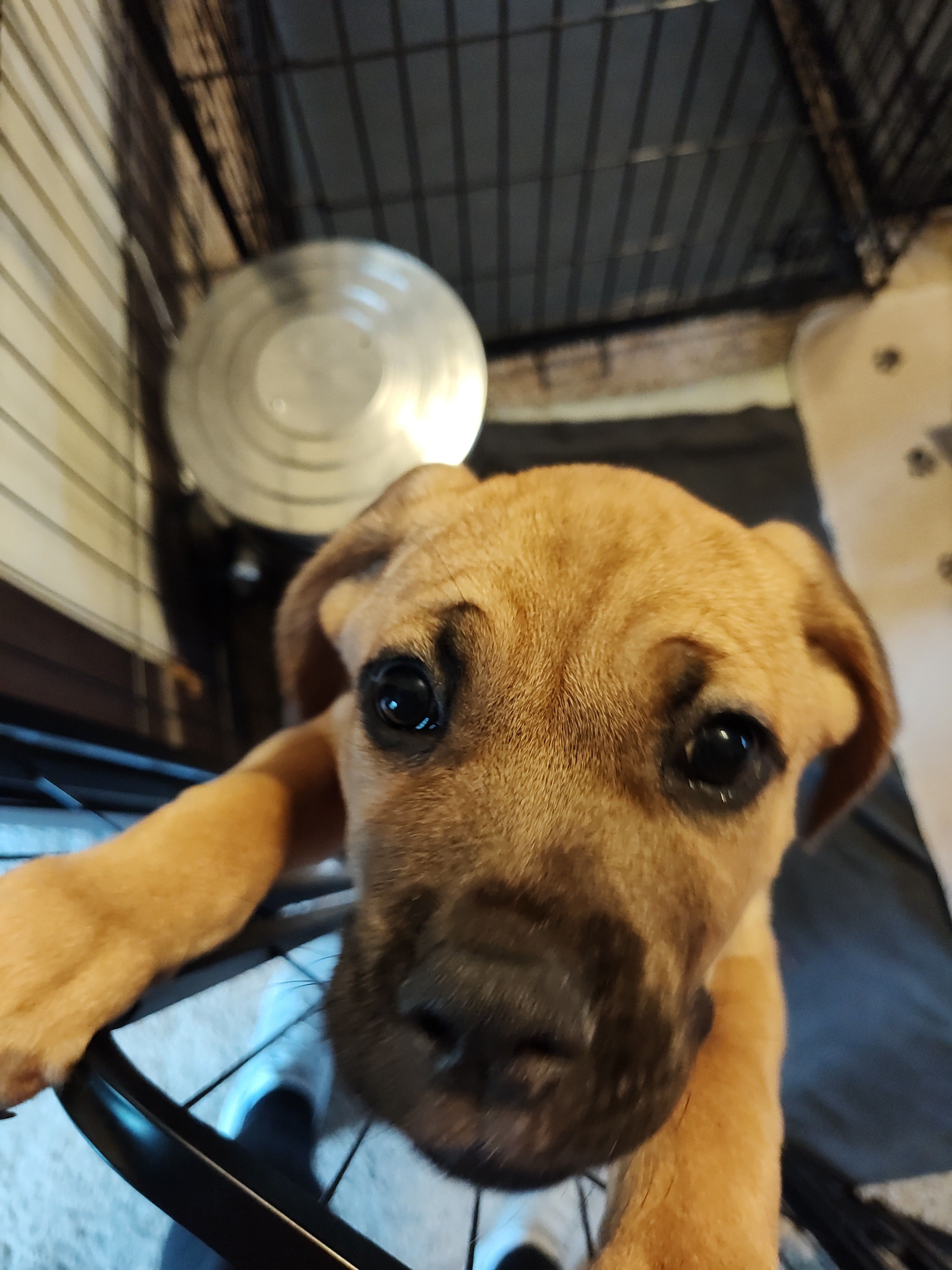 Sky Blue(Blueberry) – Cane Corso puppy for sale in Dayton, KY
