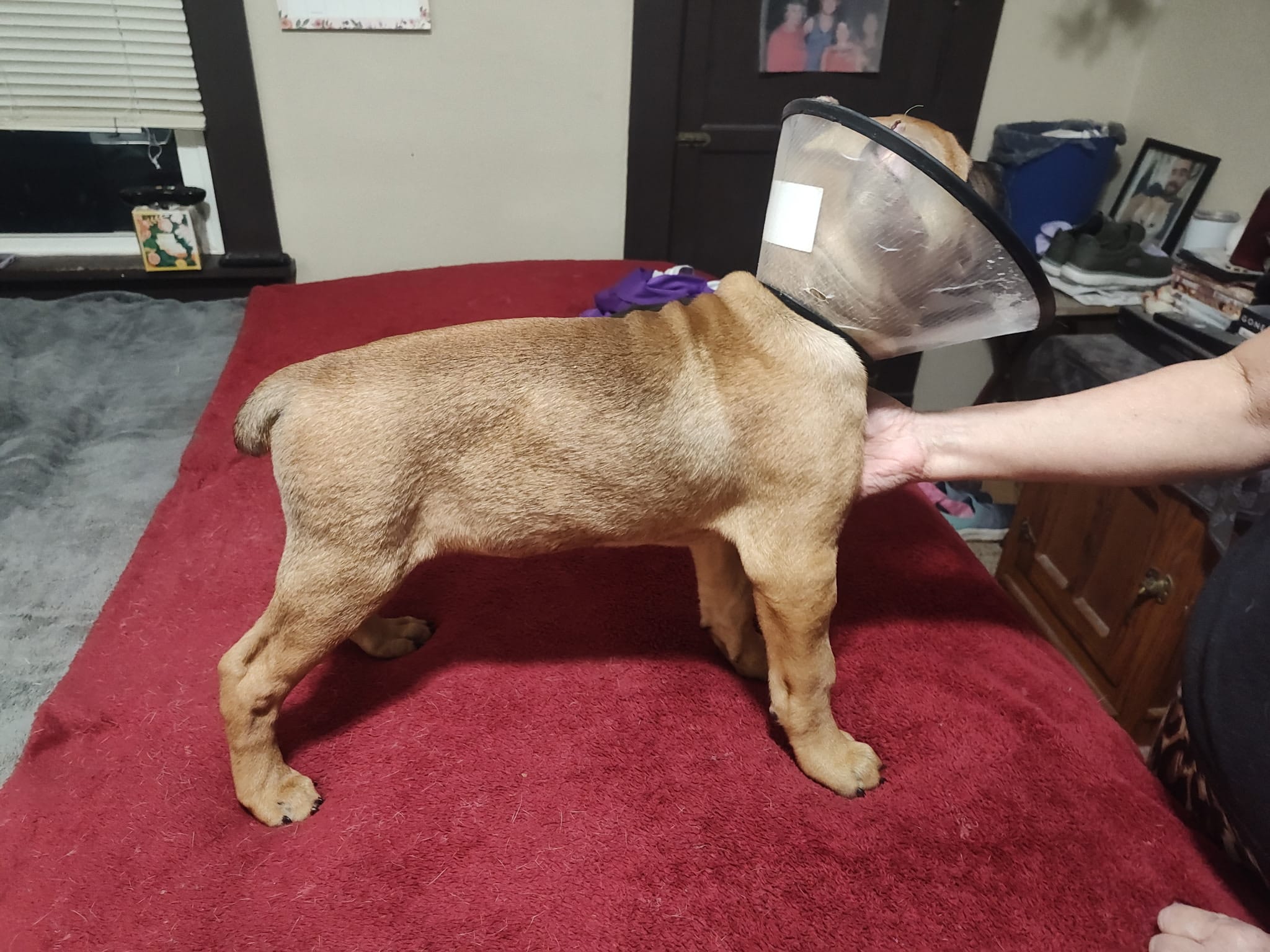 Fuchsia (Athena) – Cane Corso puppy for sale in Dayton, KY