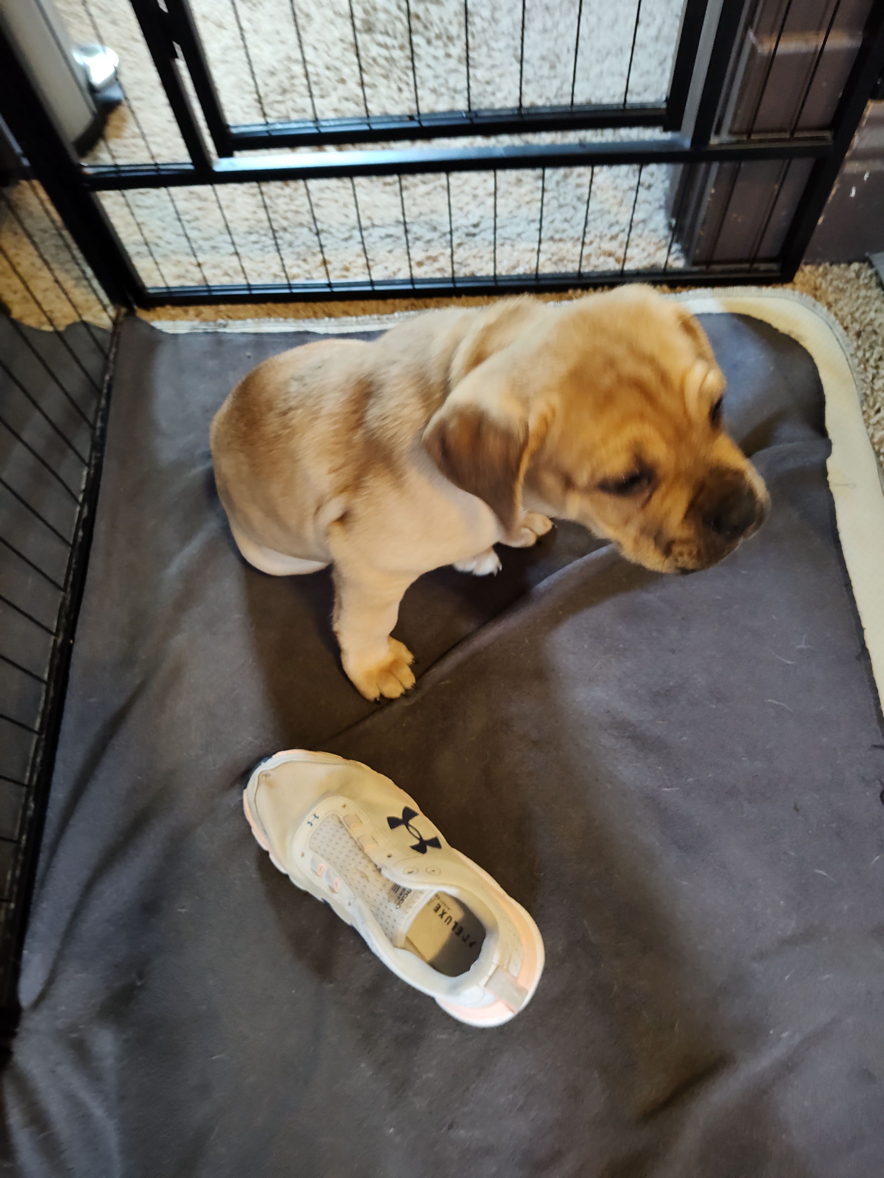 Brown(Coconut) – Cane Corso puppy for sale in Dayton, KY