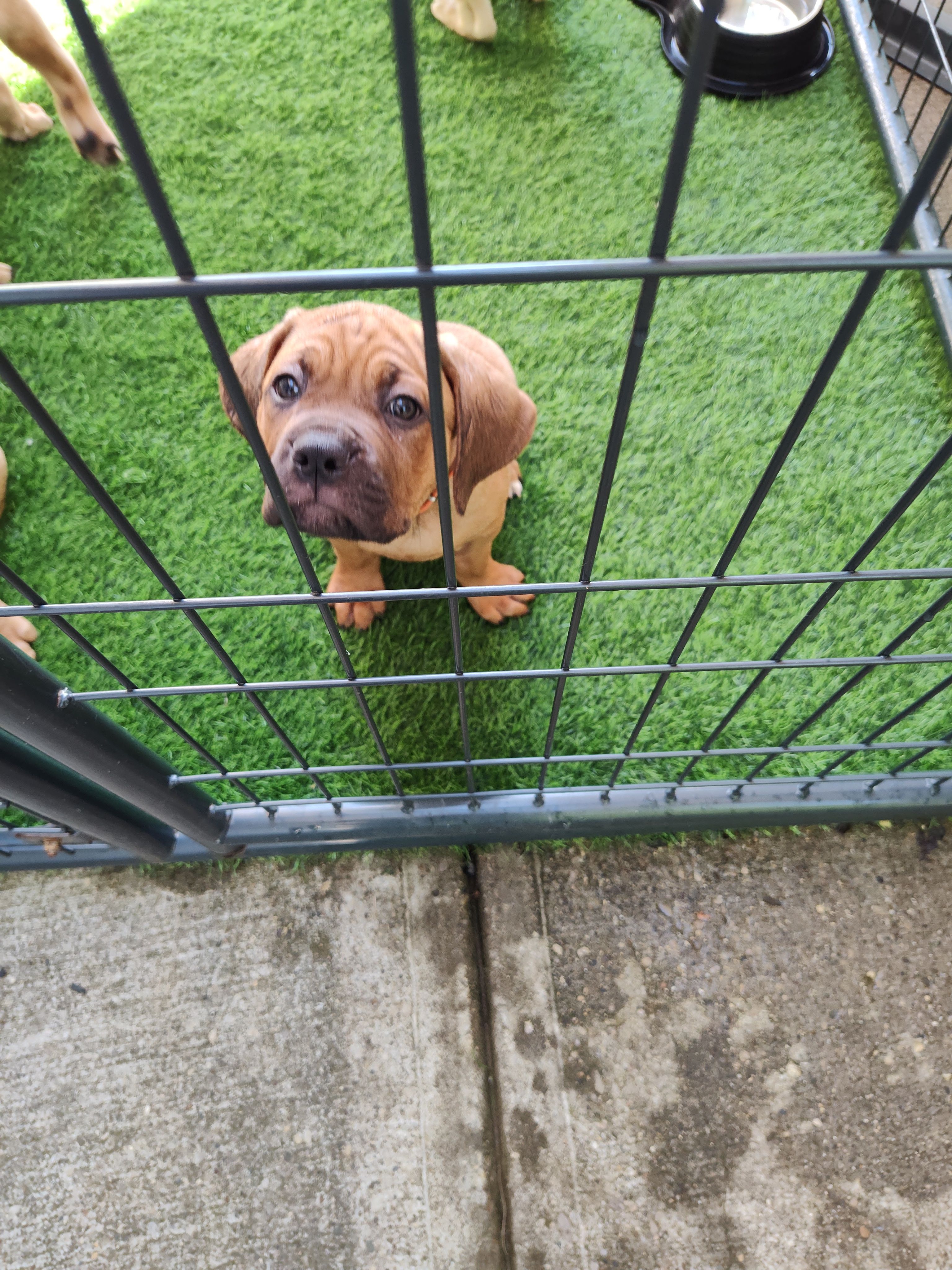 Orange(Pumpkin) – Cane Corso puppy for sale in Dayton, KY