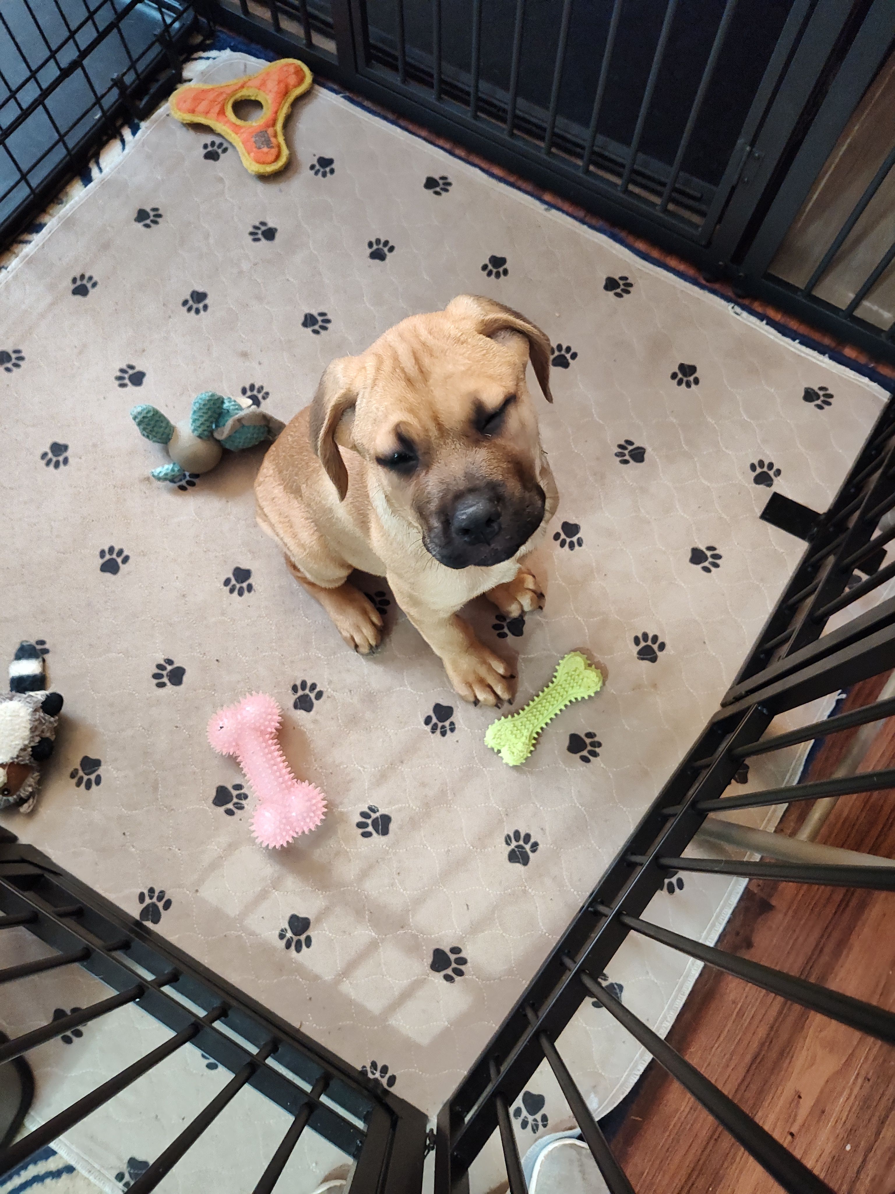 Sky Blue(Blueberry) – Cane Corso puppy for sale in Dayton, KY