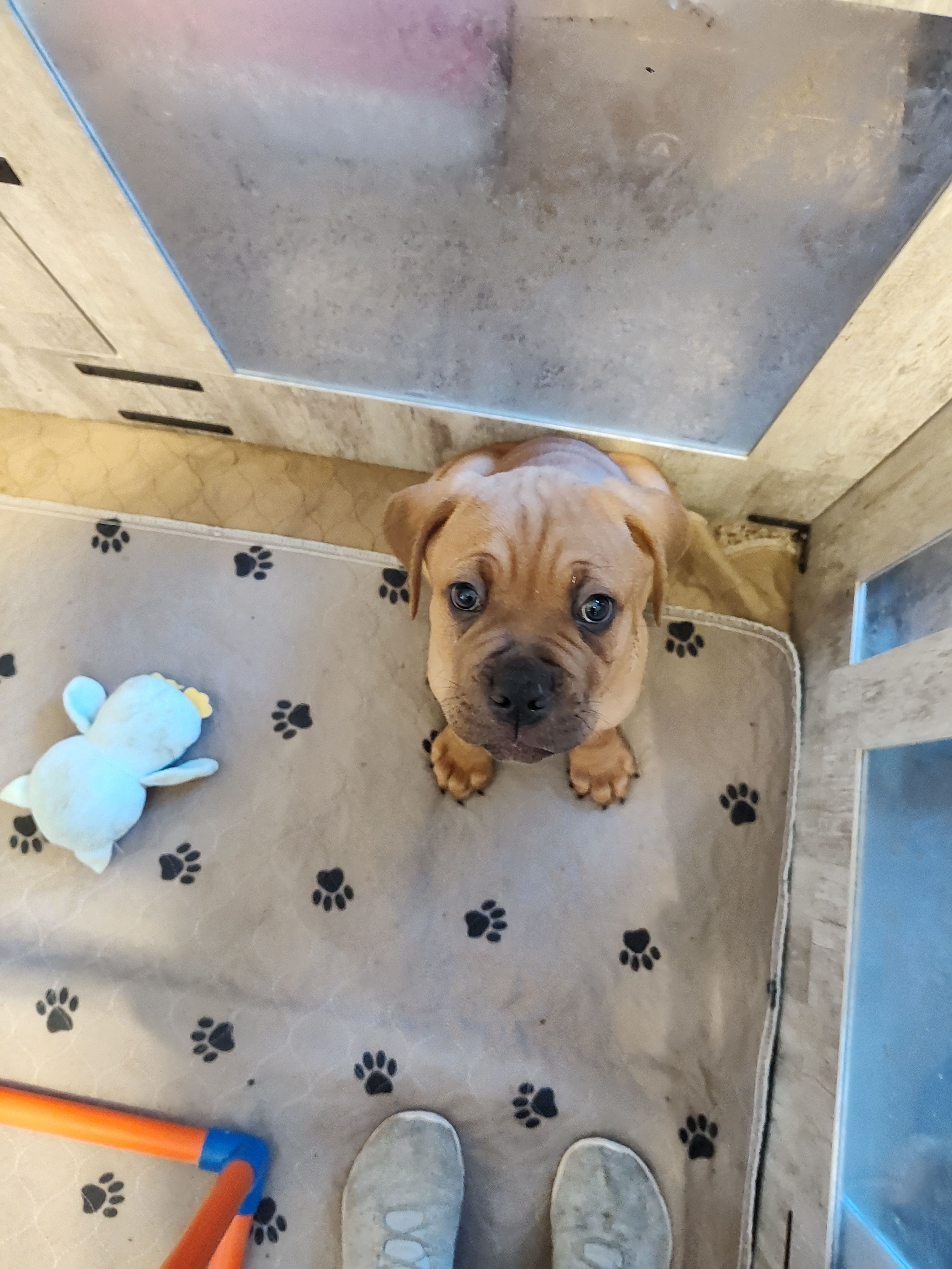 Green(Pugsley) – Cane Corso puppy for sale in Dayton, KY