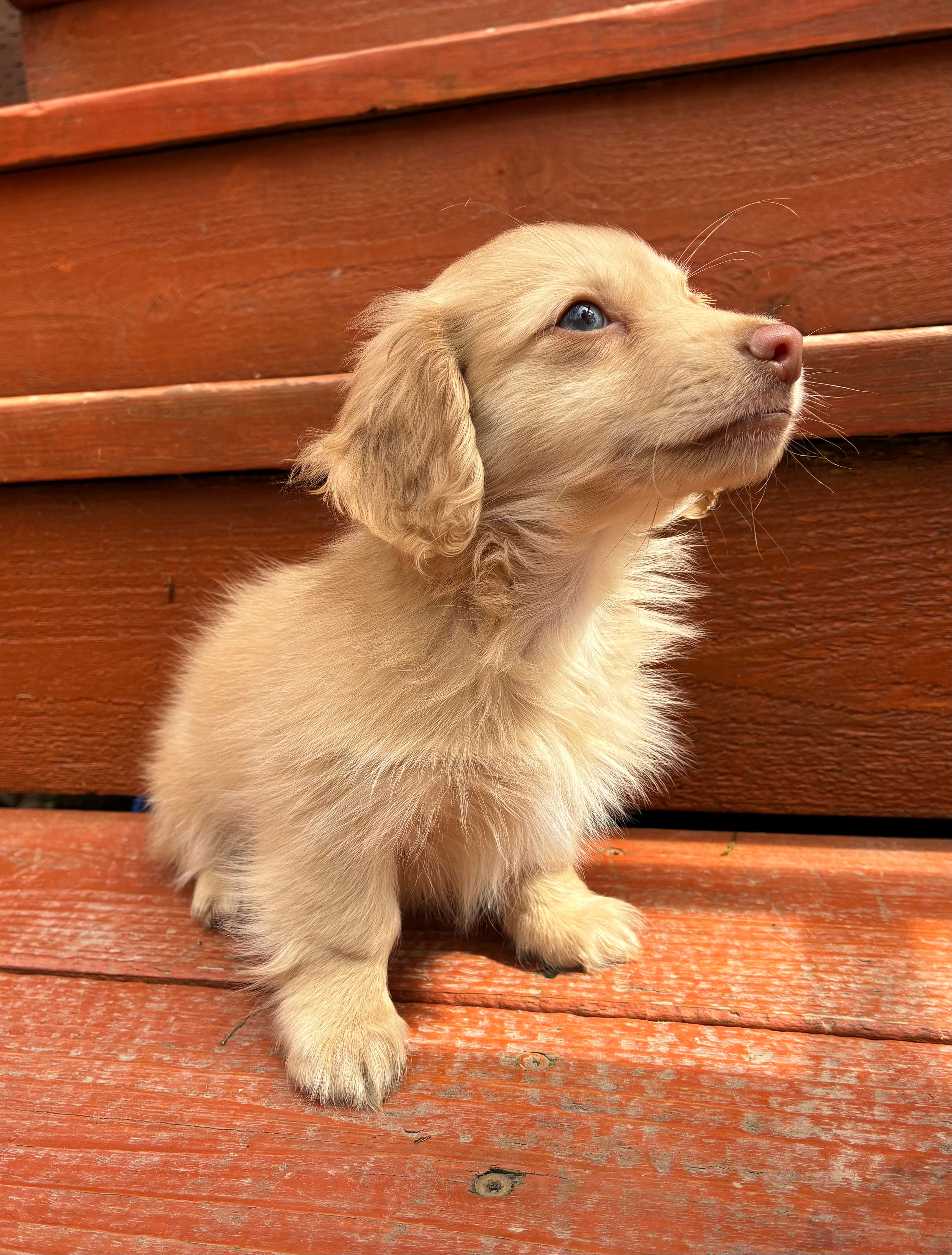 Charlie – Miniature Dachshund puppy for sale in Portland, OR
