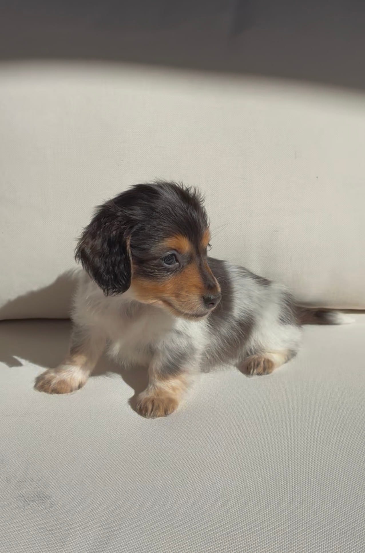 Lily – Miniature Dachshund puppy for sale in Portland, OR