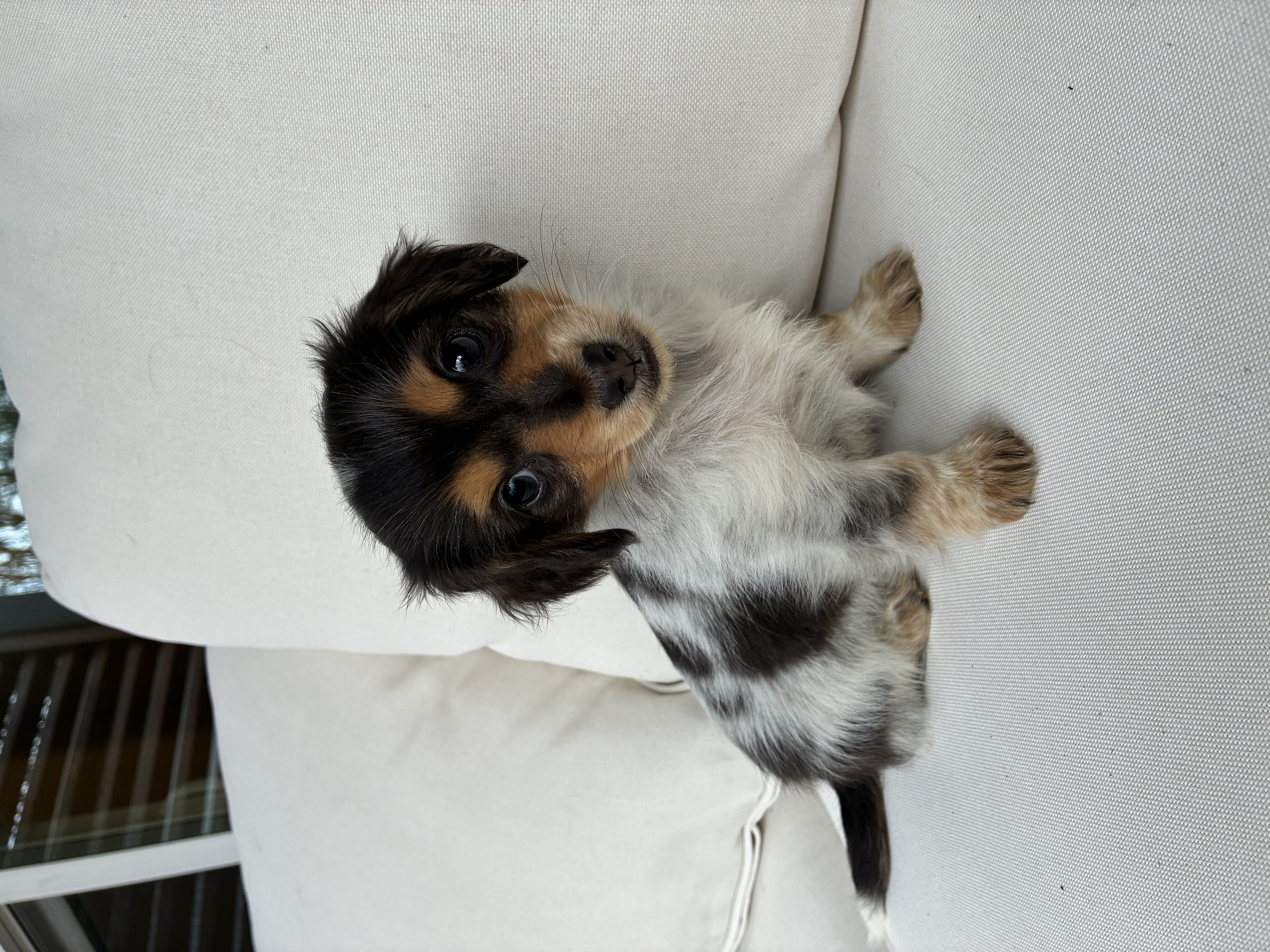 Lily – Miniature Dachshund puppy for sale in Portland, OR