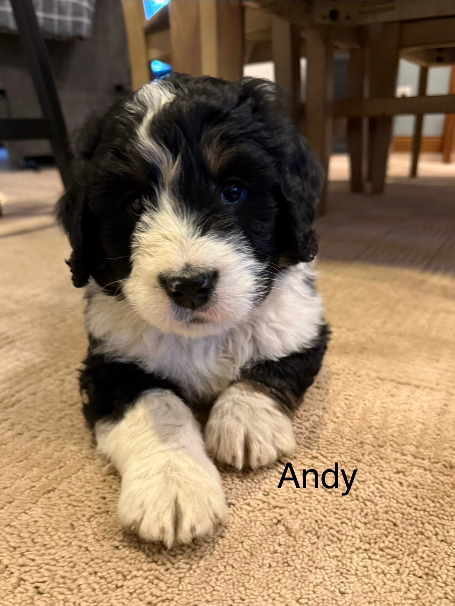 Andy – Bernedoodle puppy for sale in Sibley, IL