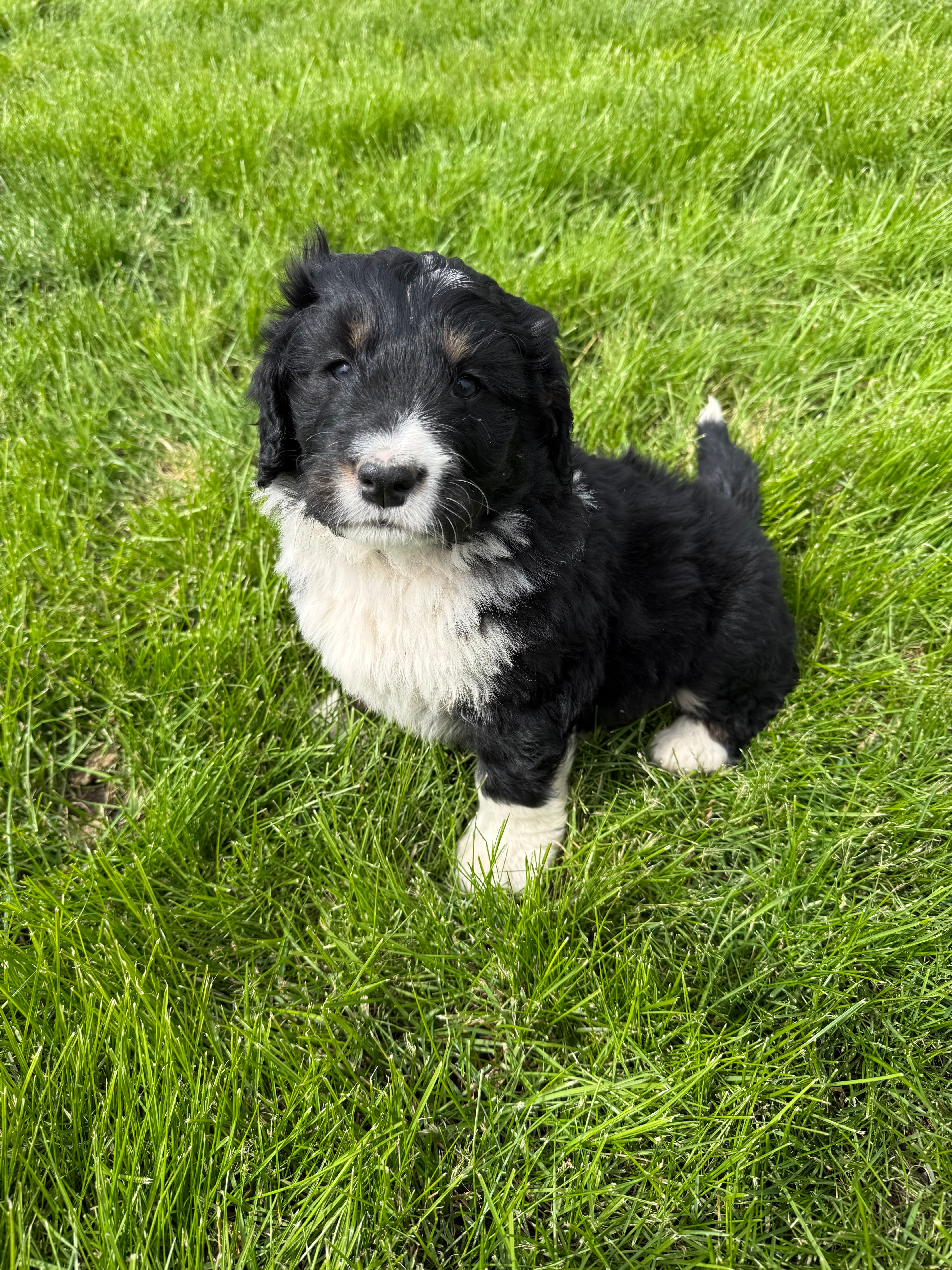 Ernest – Bernedoodle puppy for sale in Sibley, IL