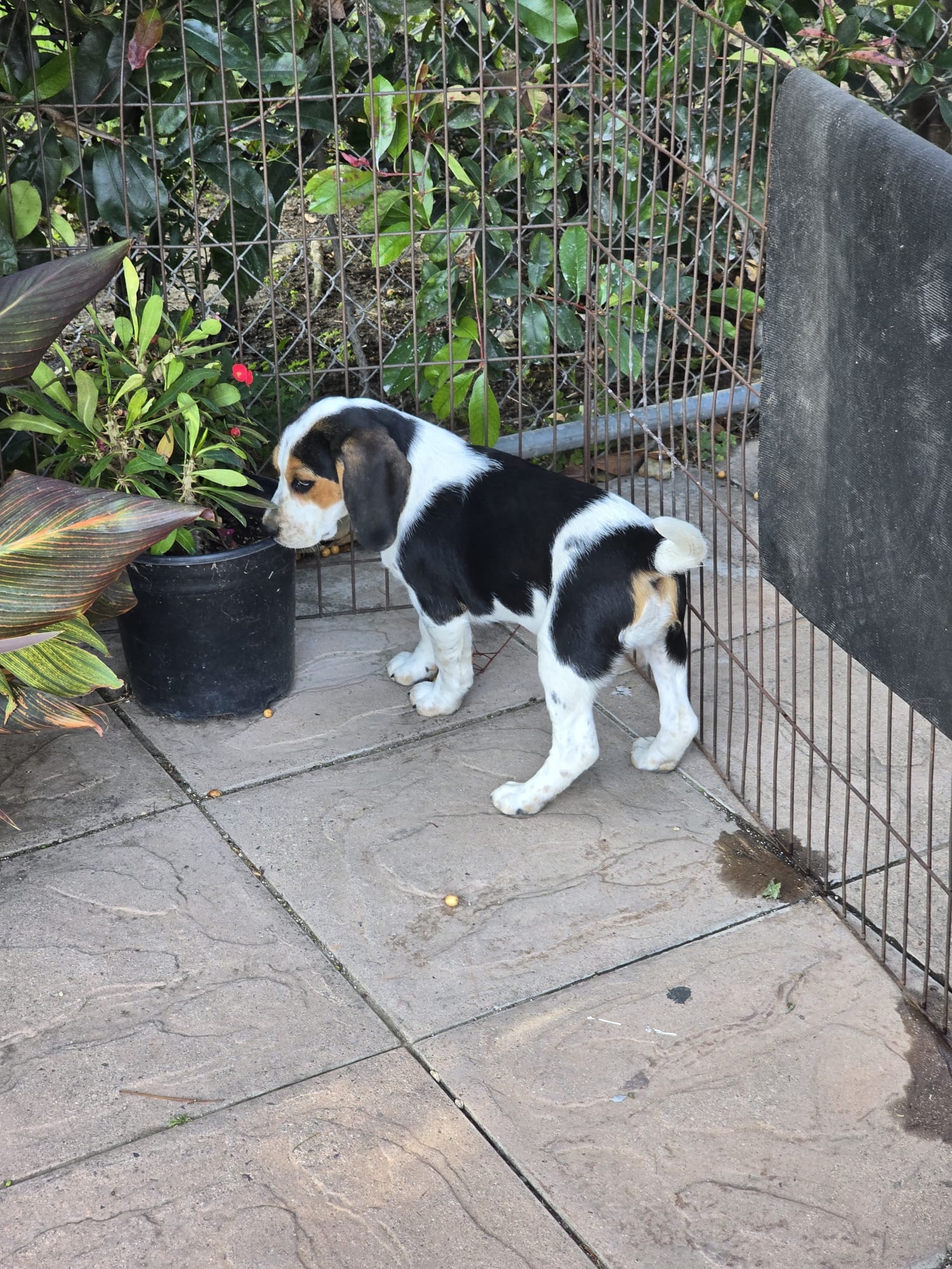 Beagle – Beagle puppy for sale in Fontana, CA