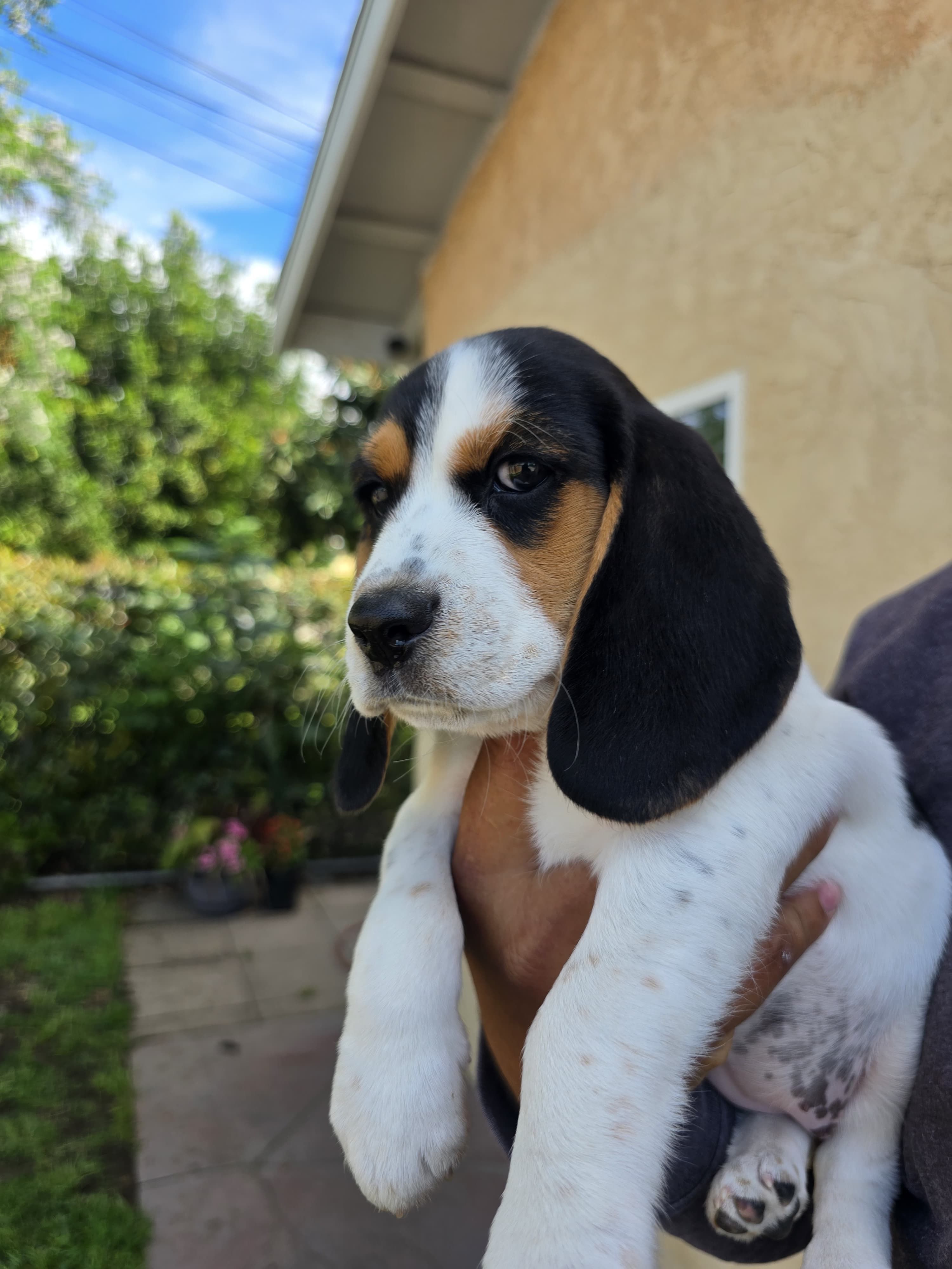 Beagle – Beagle puppy for sale in Fontana, CA