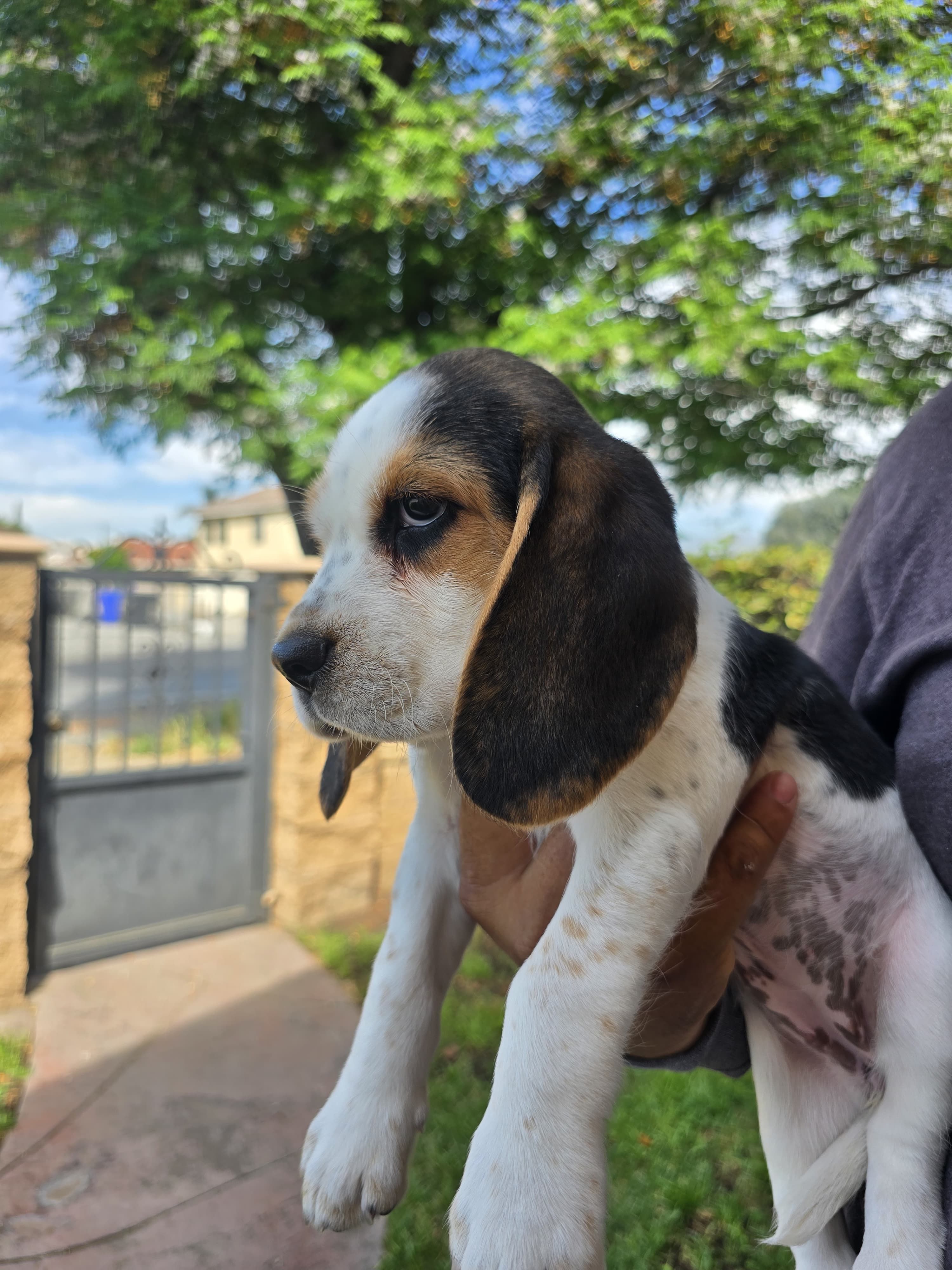 Beagle – Beagle puppy for sale in Fontana, CA
