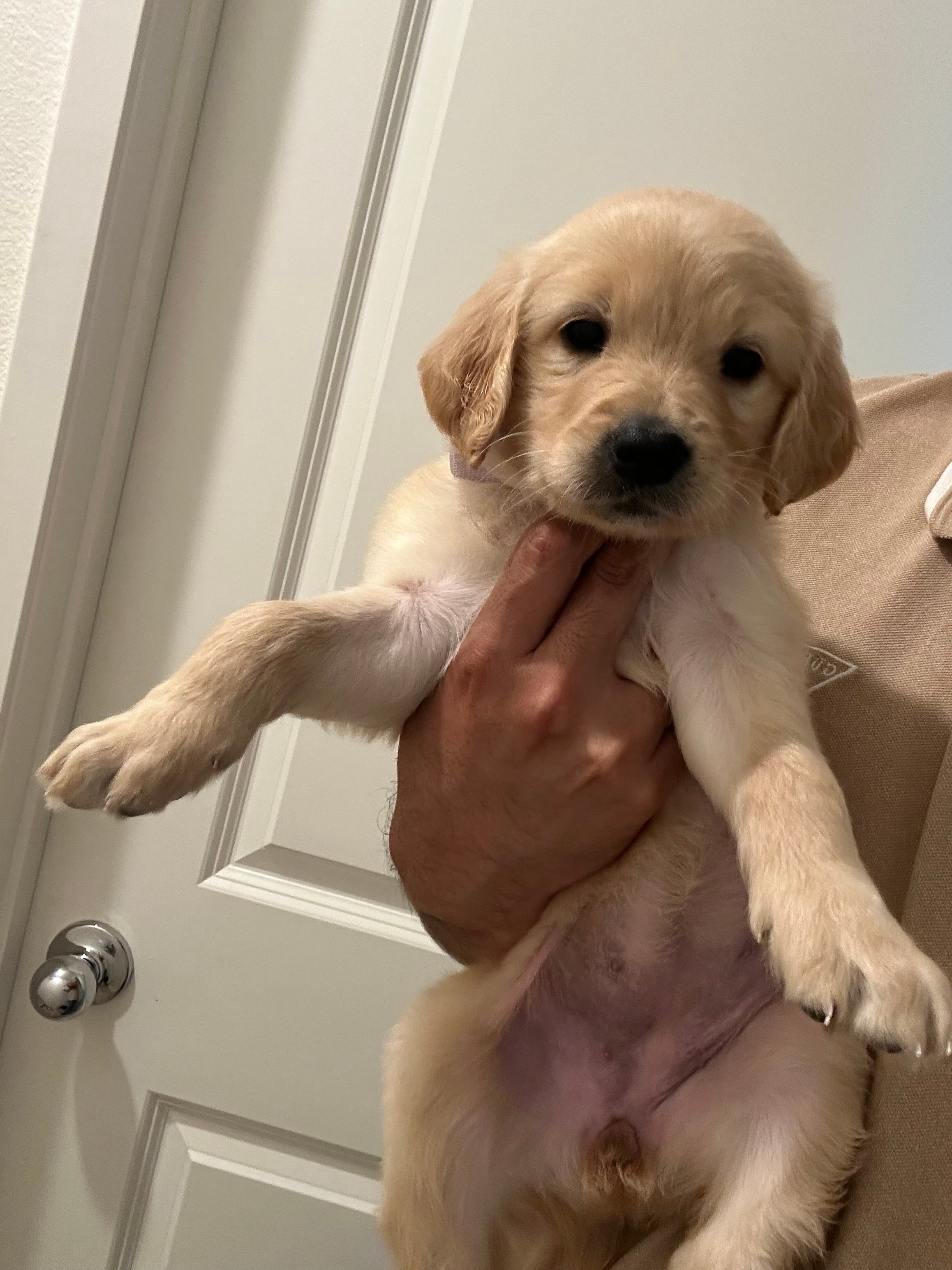 Luna – Golden Retriever puppy for sale in San Jacinto, CA