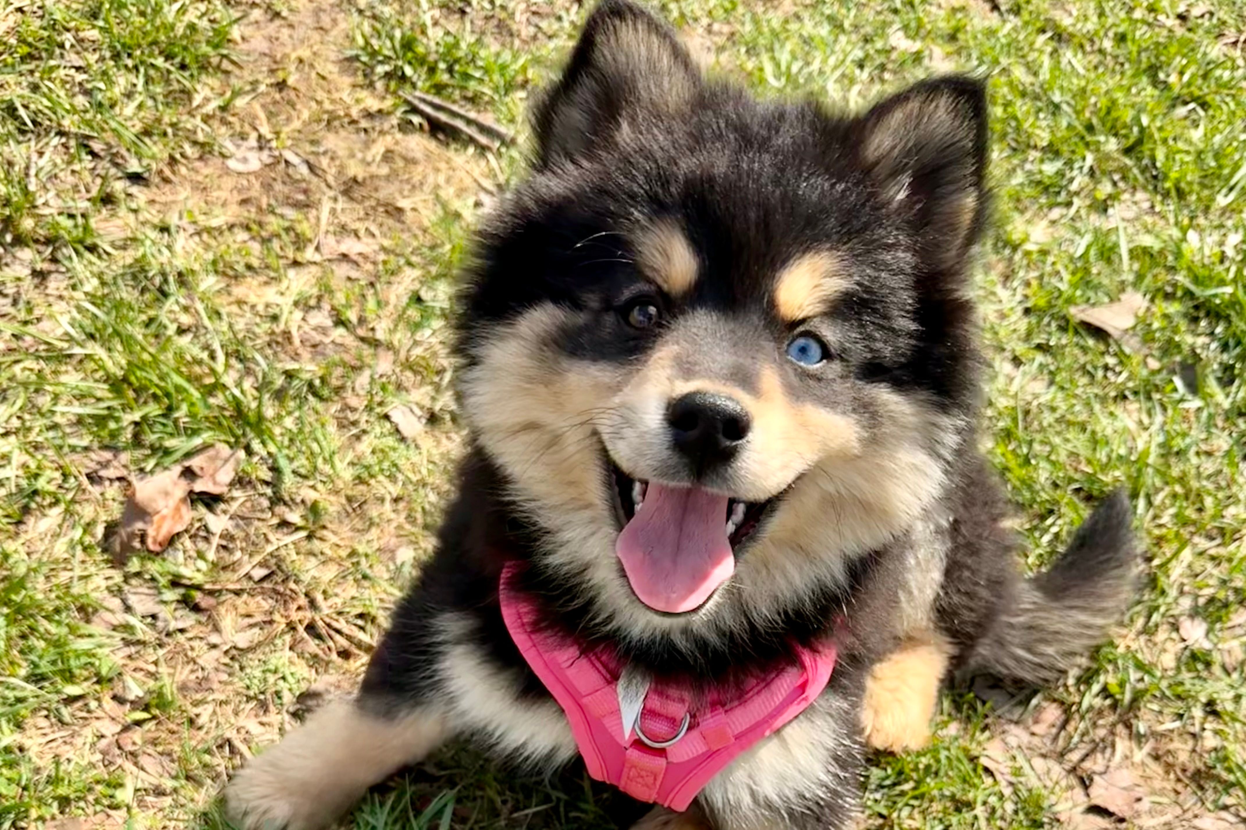 Ember – Pomsky puppy for sale in Raymondville, MO