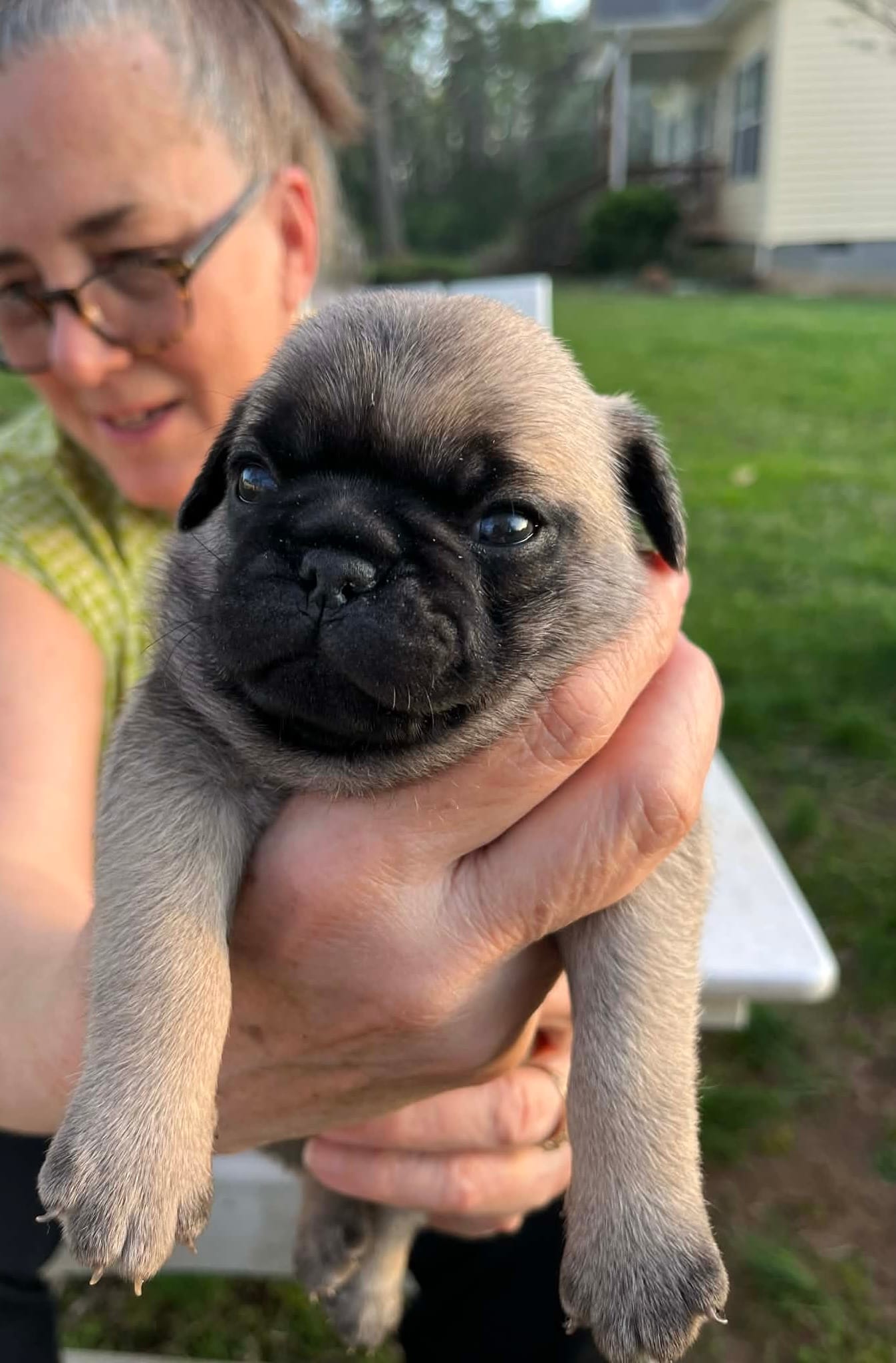 Reno – Pug puppy for sale in Cumberland, VA