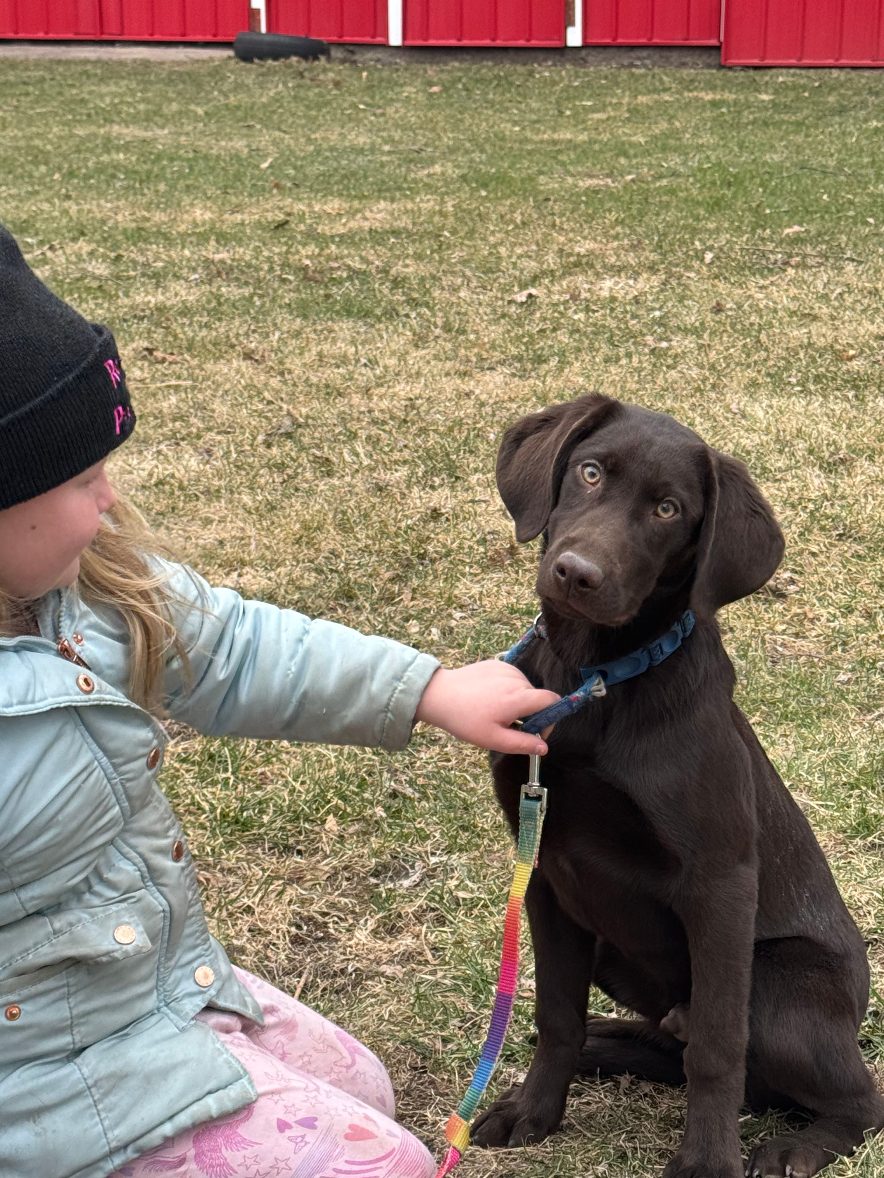 leo – Labrador Retriever puppy for sale in Glencoe, MN