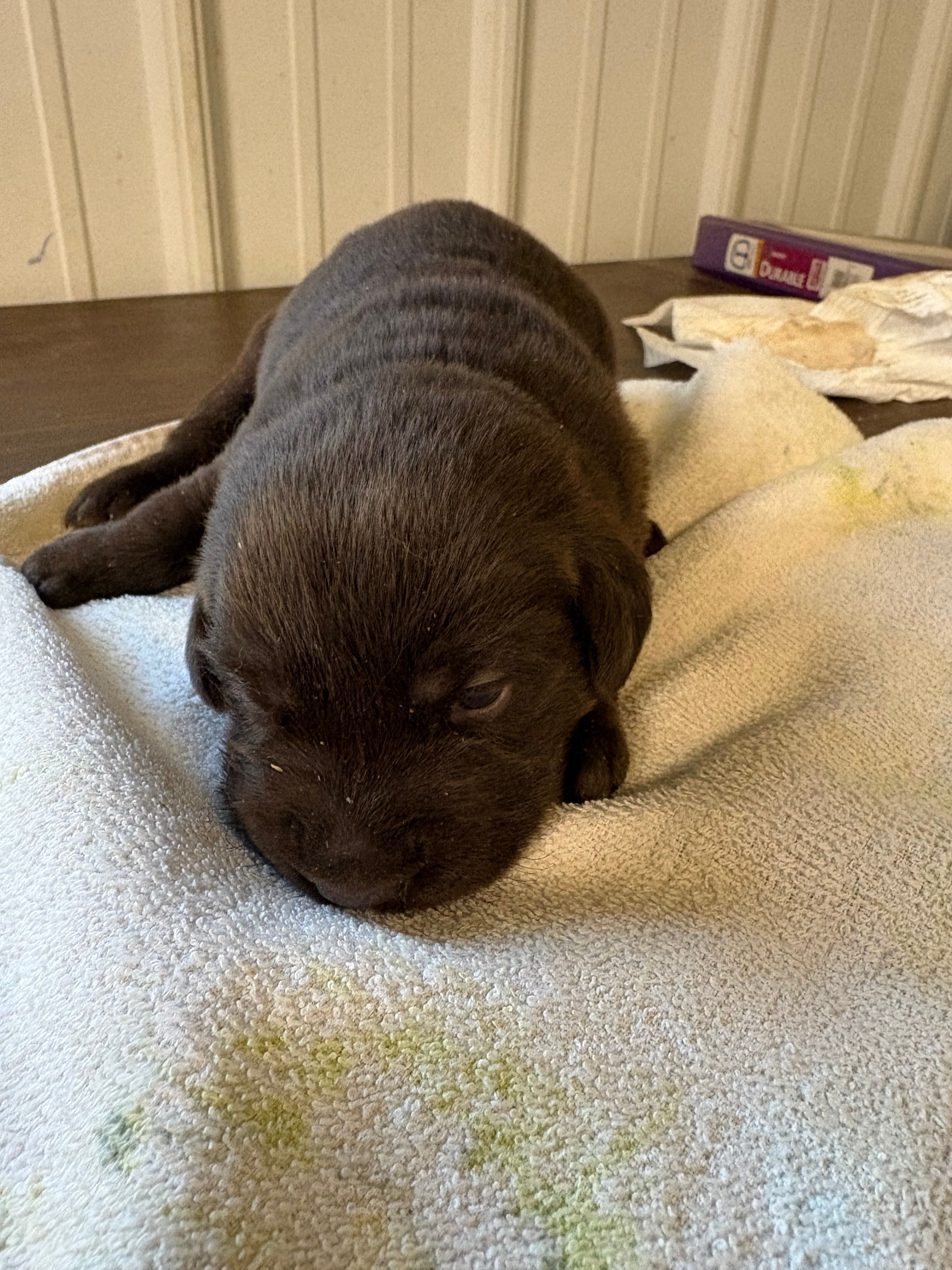 Bell – Labrador Retriever puppy for sale in Glencoe, MN