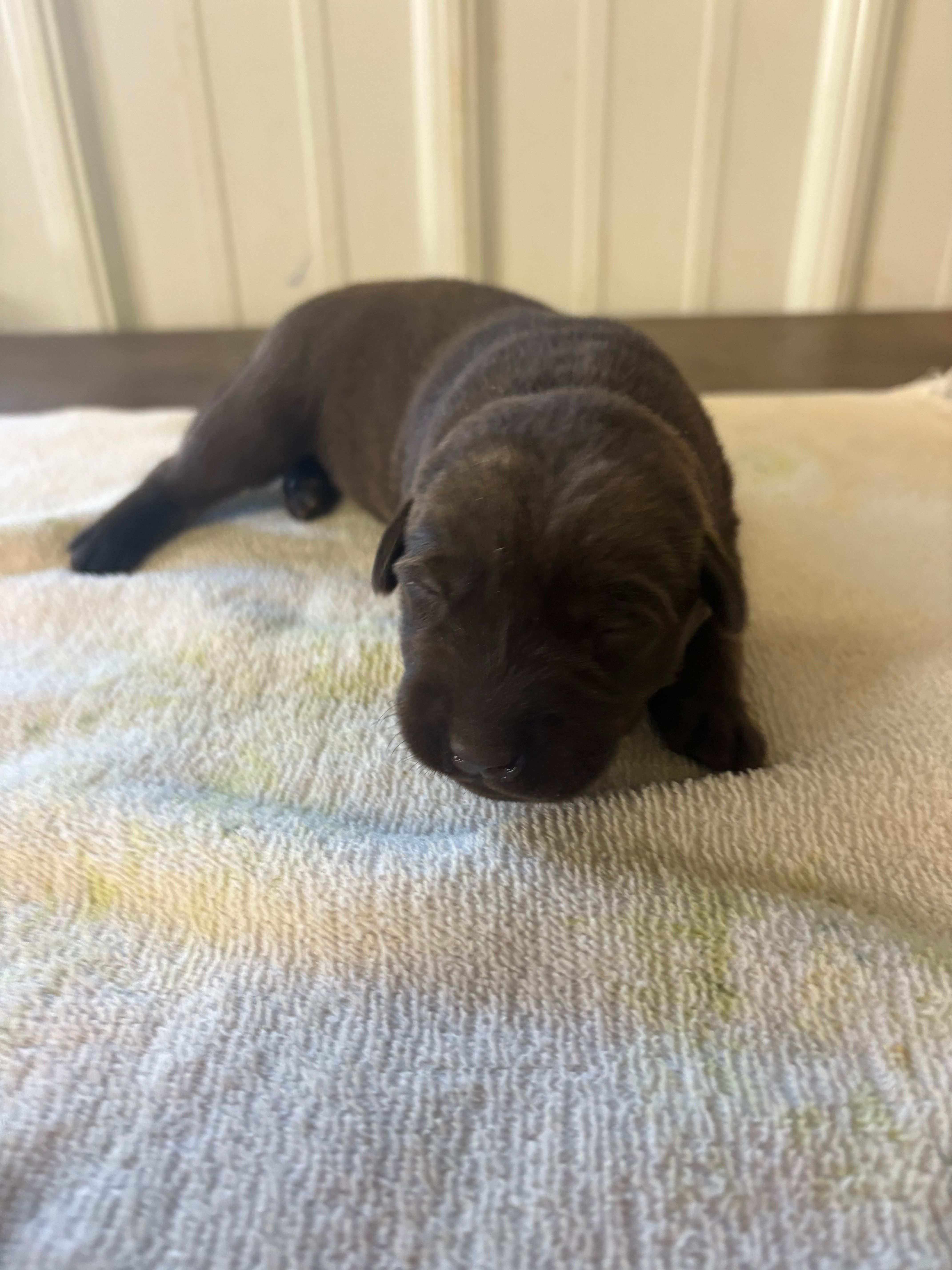 Chip – Labrador Retriever puppy for sale in Glencoe, MN