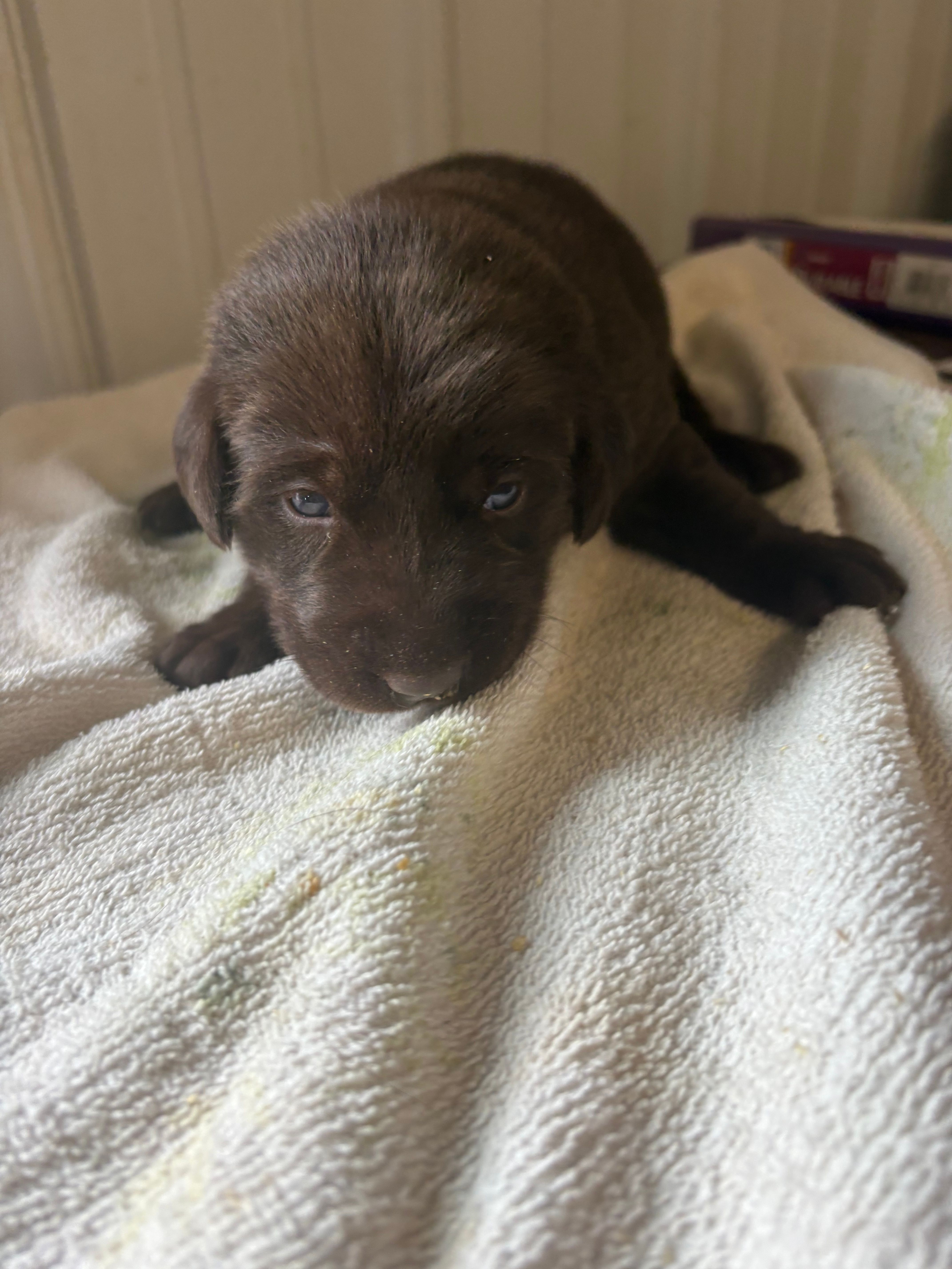 Bud – Labrador Retriever puppy for sale in Glencoe, MN