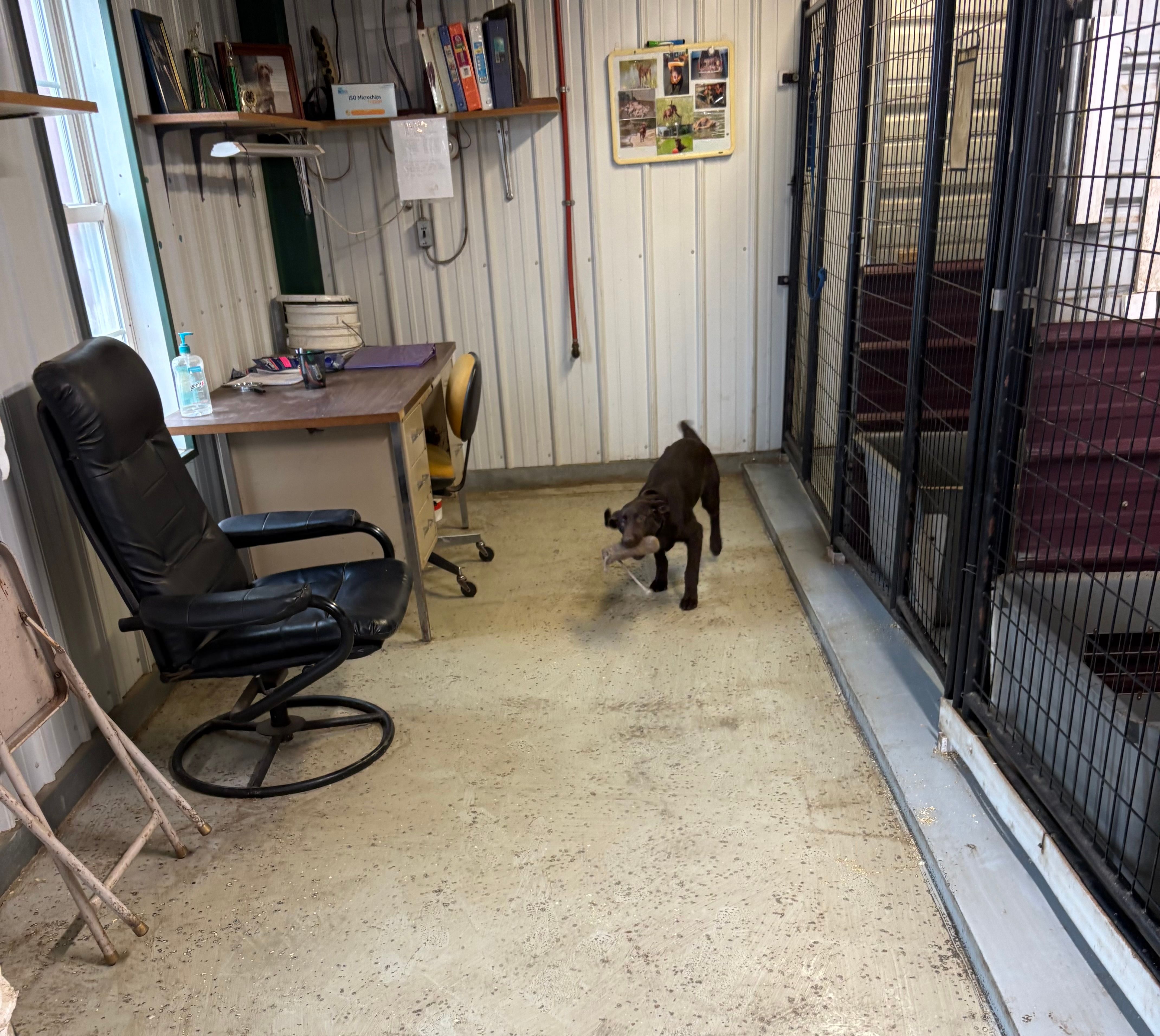 leo – Labrador Retriever puppy for sale in Glencoe, MN