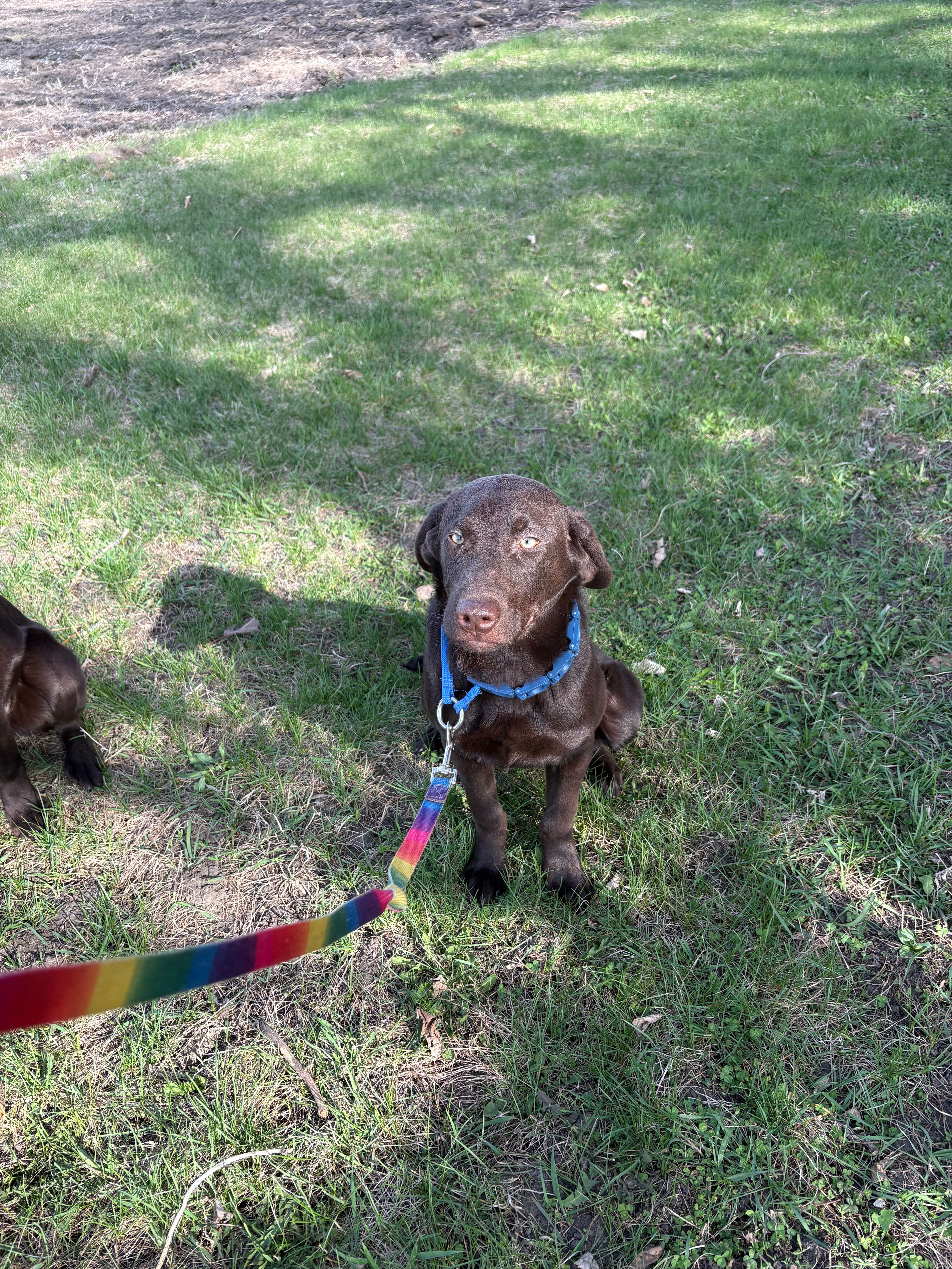 leo – Labrador Retriever puppy for sale in Glencoe, MN