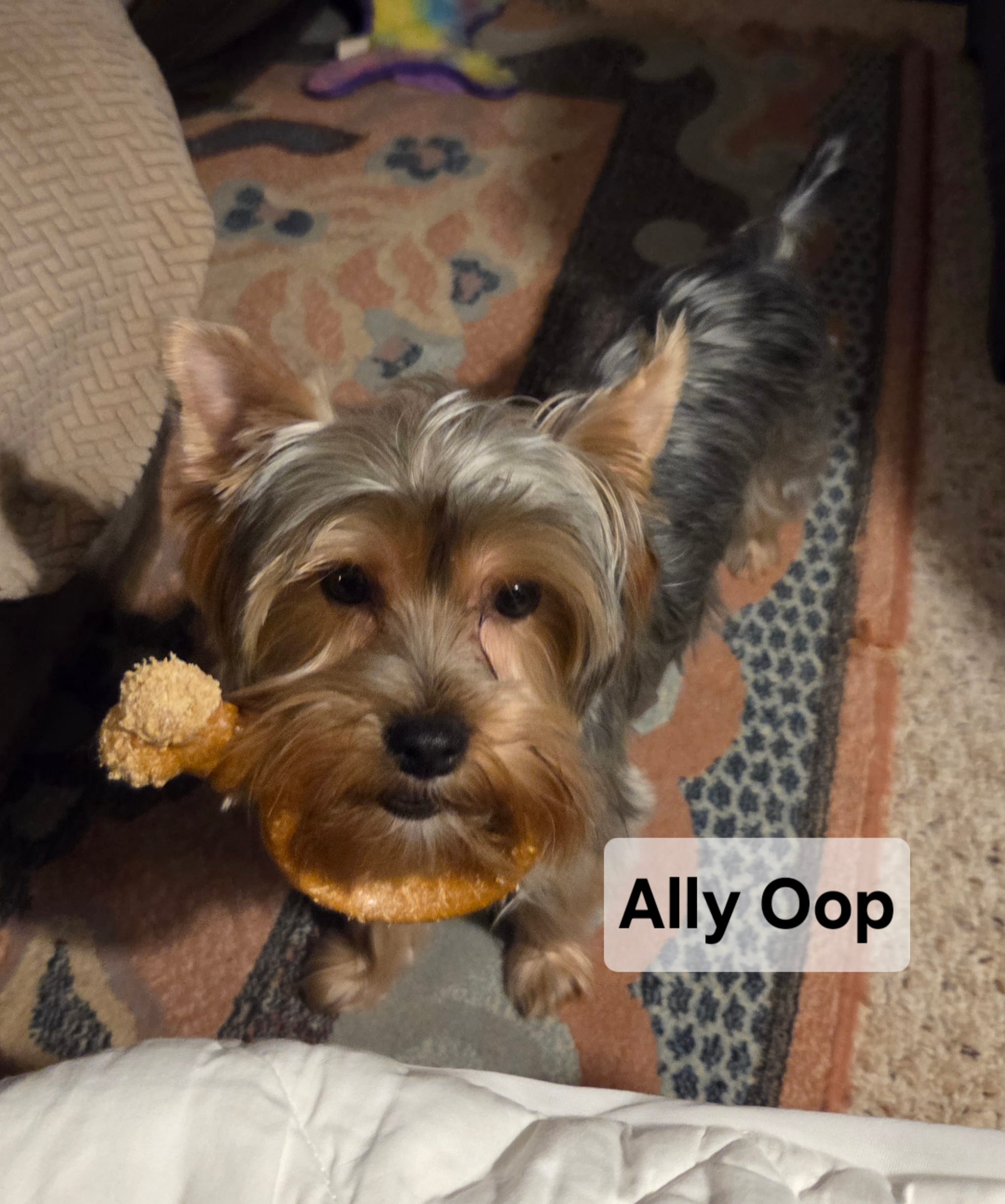 Ally Oop  PET ONLY