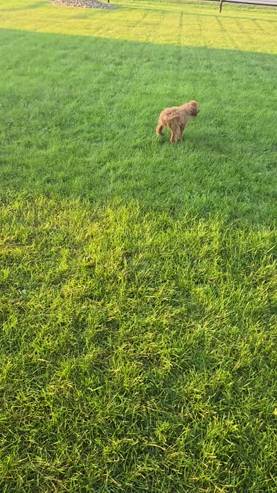 Tank, a male Miniature Goldendoodle for sale in Fort Wayne, IN – 2 of 7