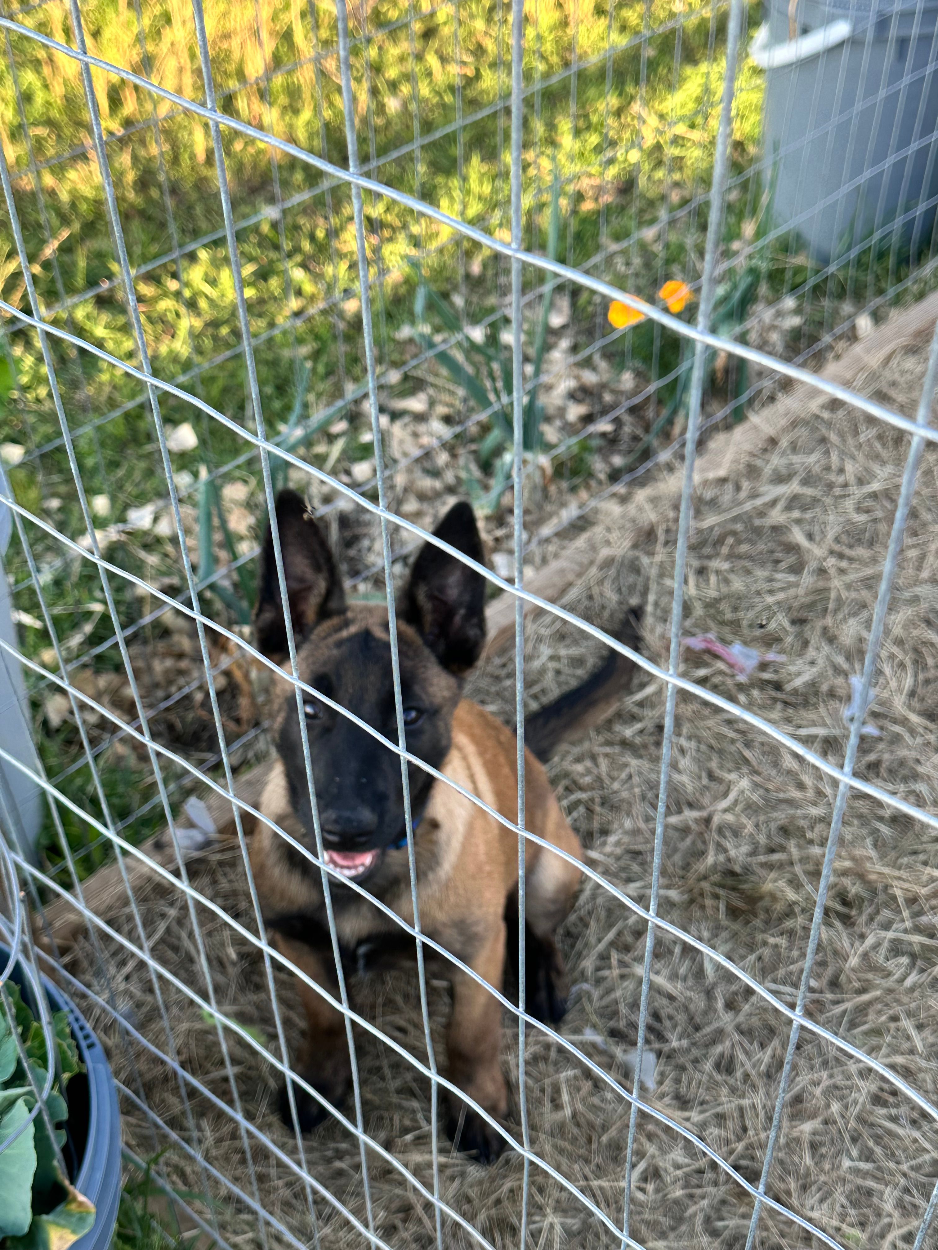 Dark blue – Belgian Malinois puppy for sale in Bonifay, FL