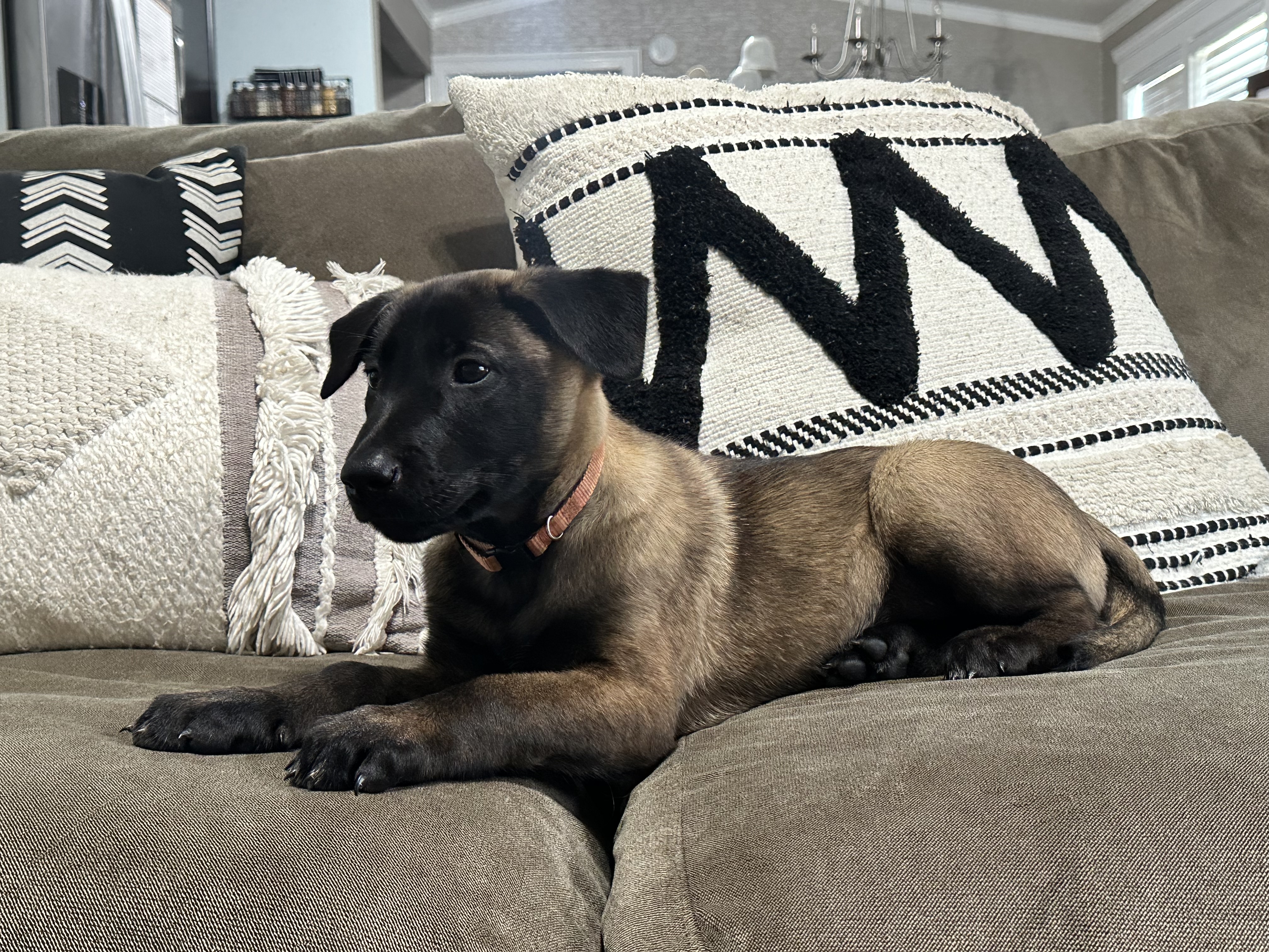 Orange – Belgian Malinois puppy for sale in Bonifay, FL