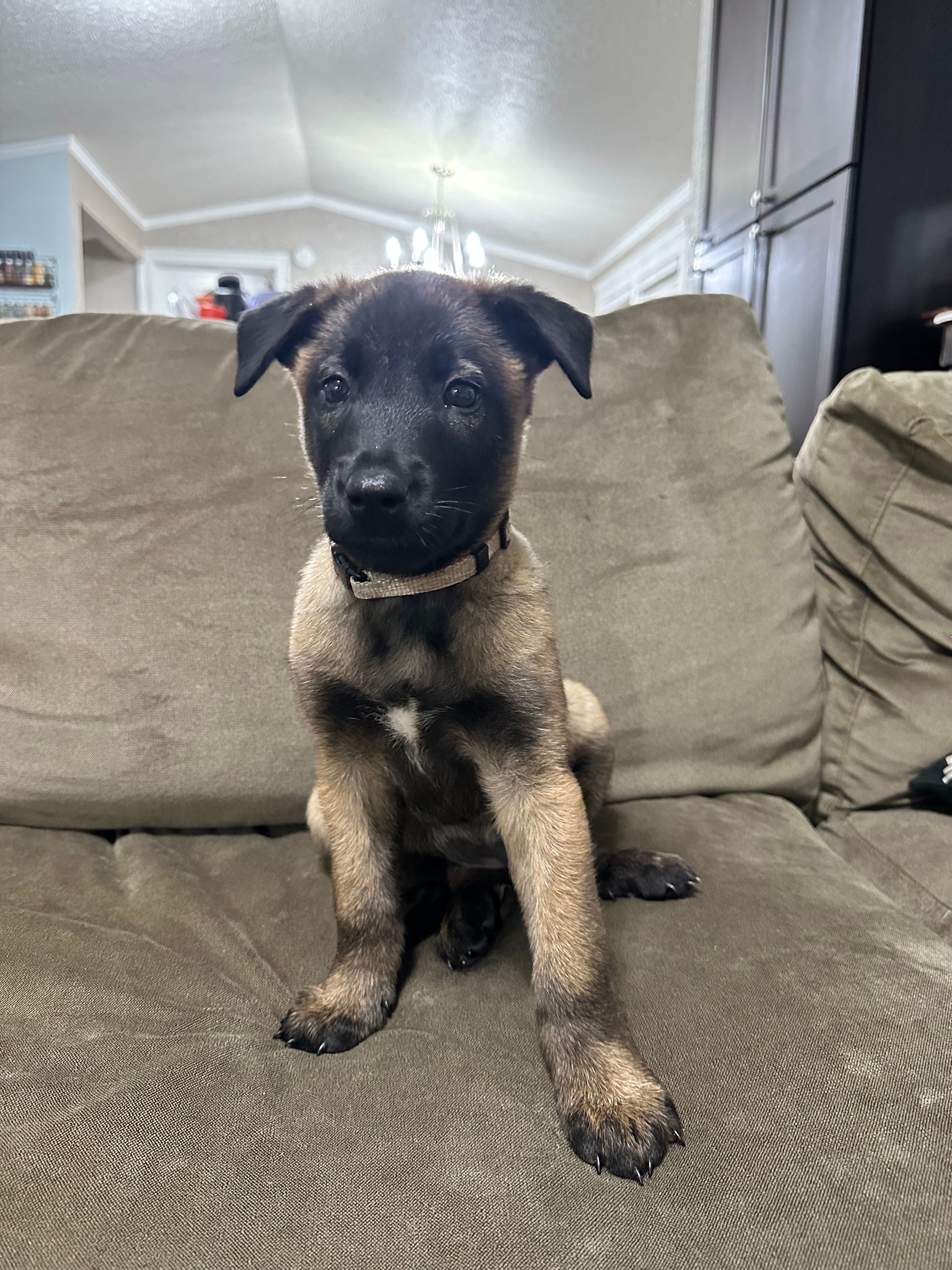 Gray – Belgian Malinois puppy for sale in Bonifay, FL