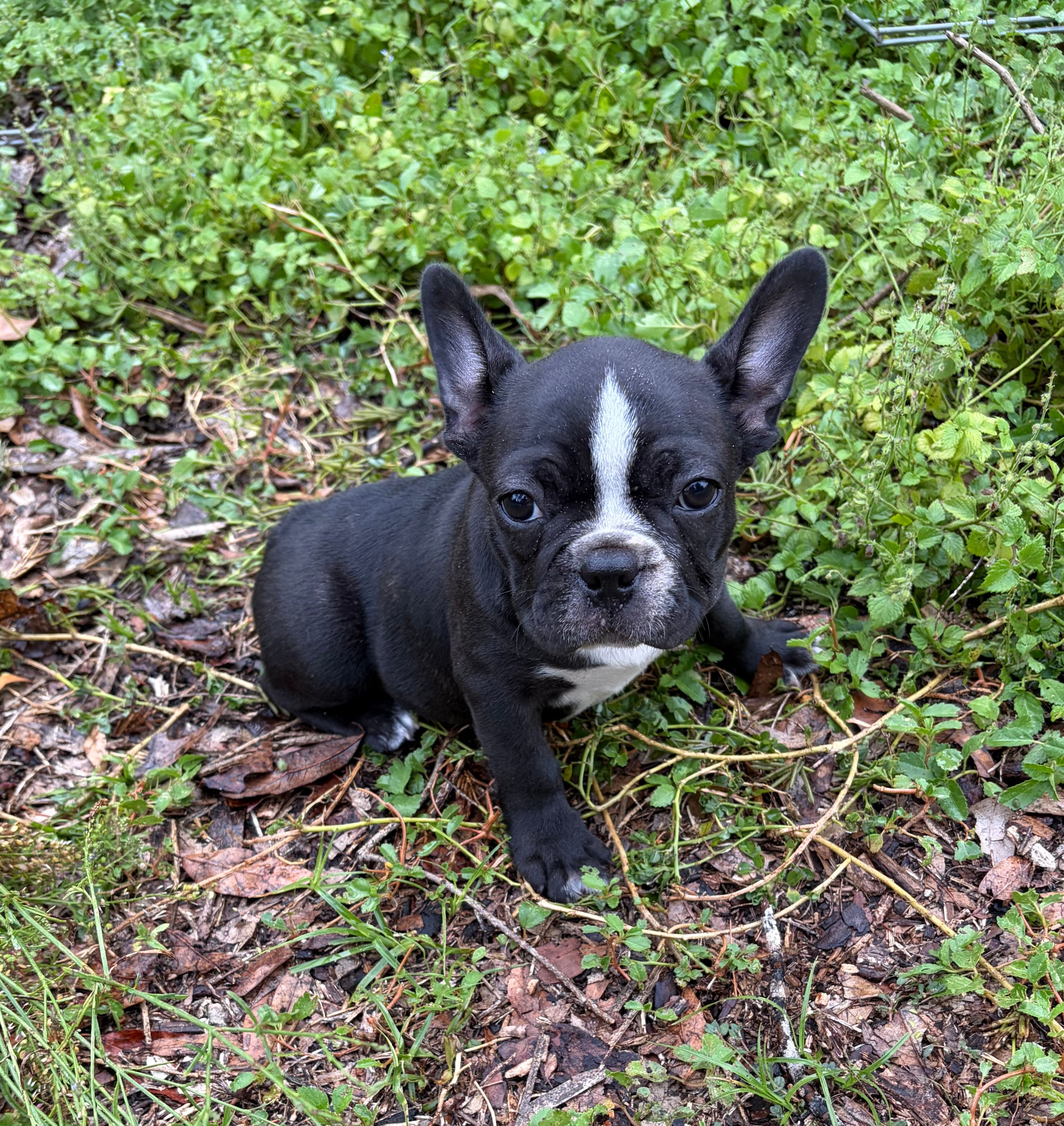 Girl – Boston Terrier, Frenchton puppy for sale in Holiday, FL