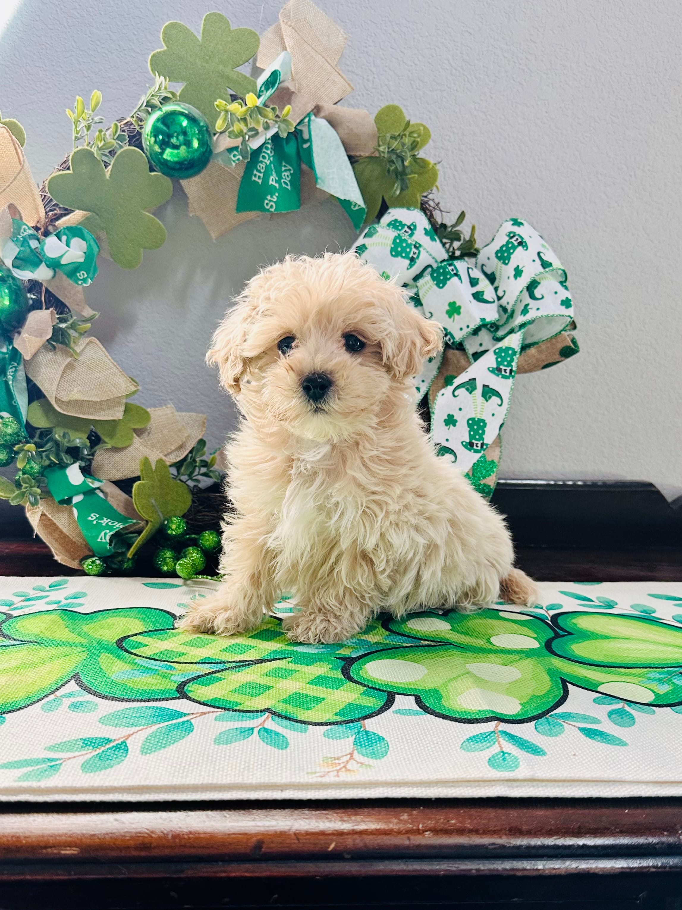 Maltipoo  – Maltese, Poodle - Toy  puppy for sale in Breese, IL
