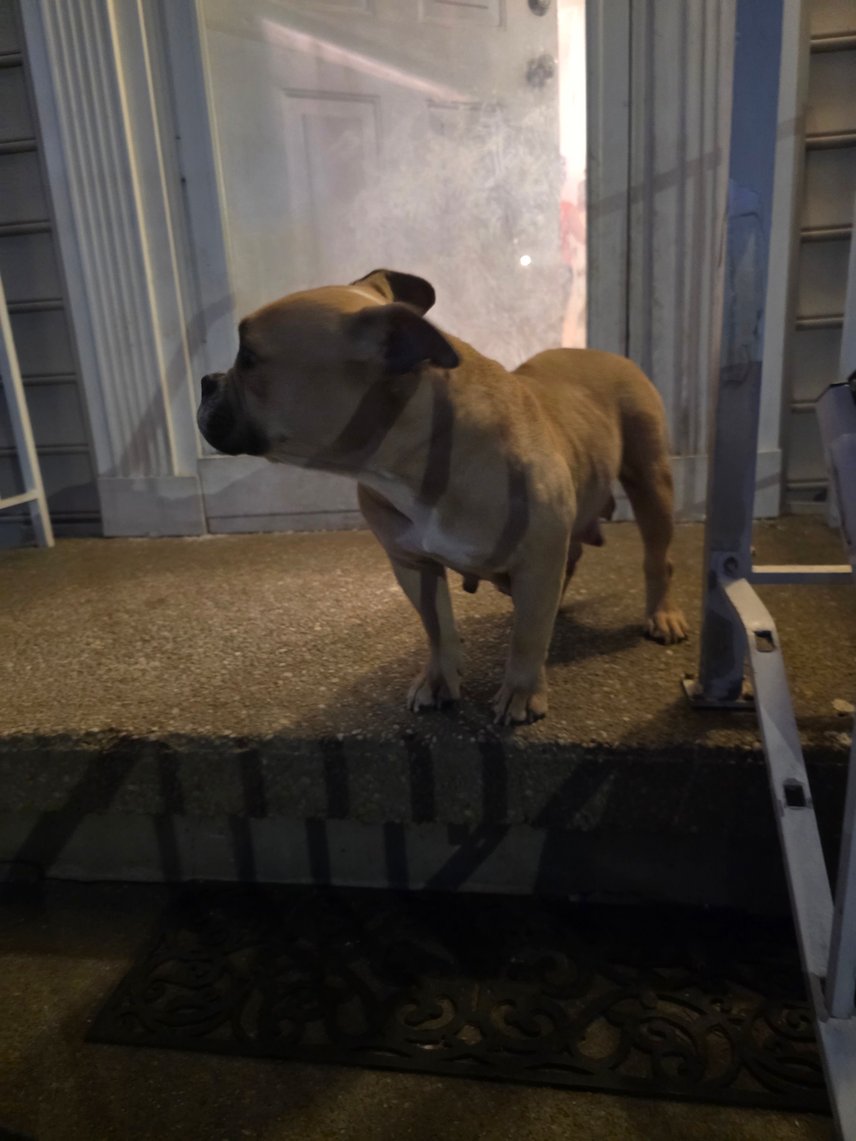 Trixi – American Bulldog puppy for sale in Baltimore, MD