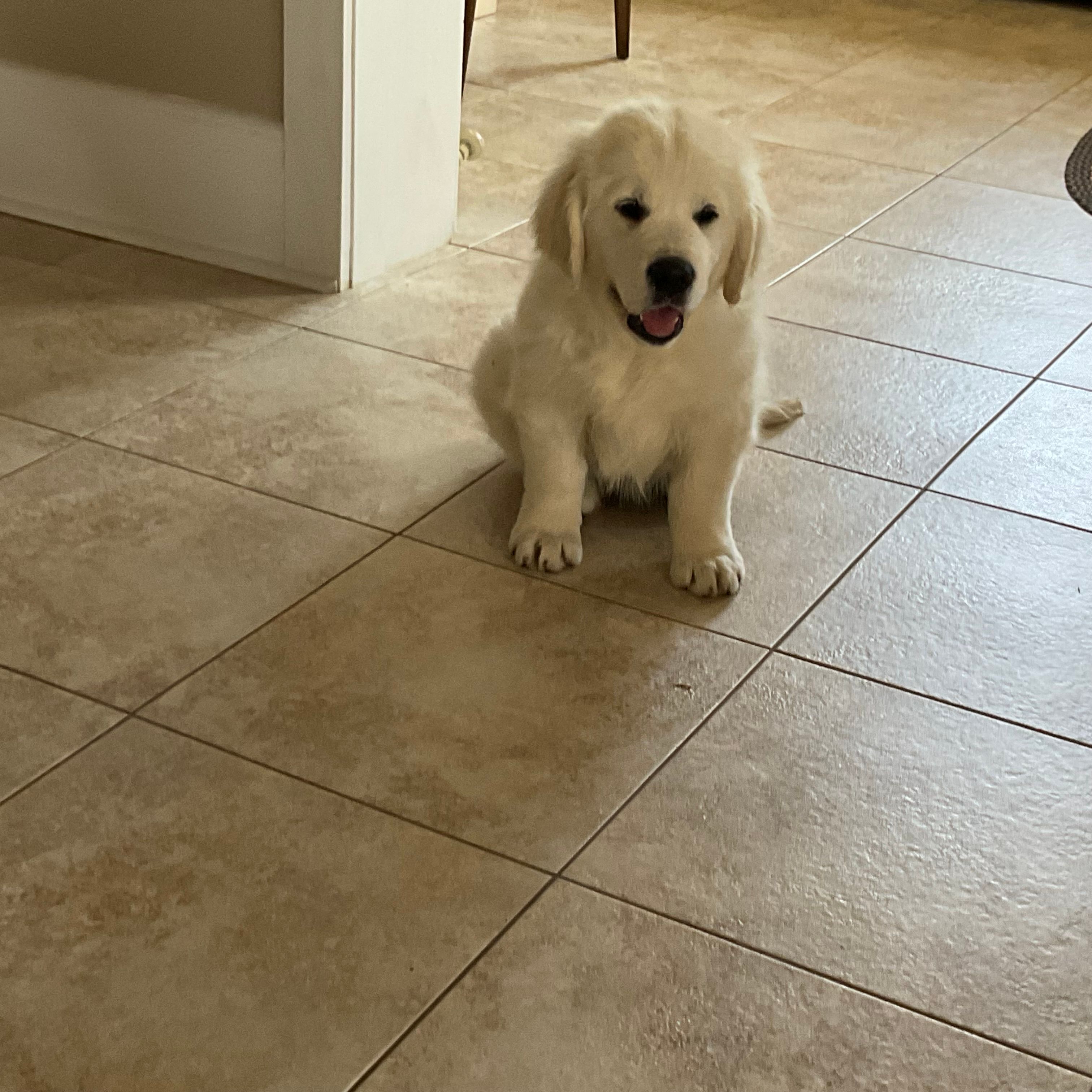 Felker – English Cream Golden Retriever puppy for sale in Belleville, PA