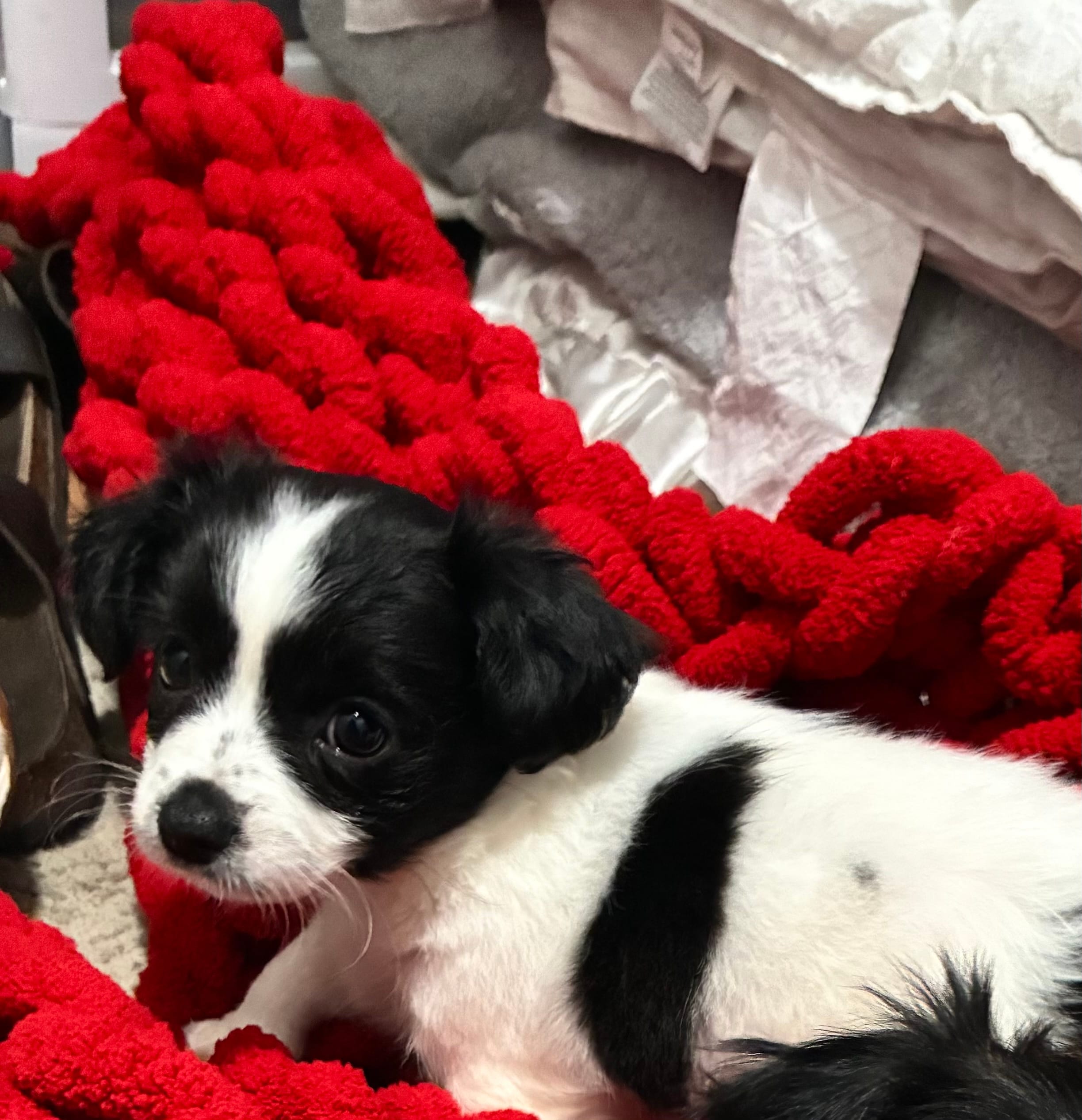 Oreo  – Shih Tzu, Poodle - Miniature  puppy for sale in Durham, NC