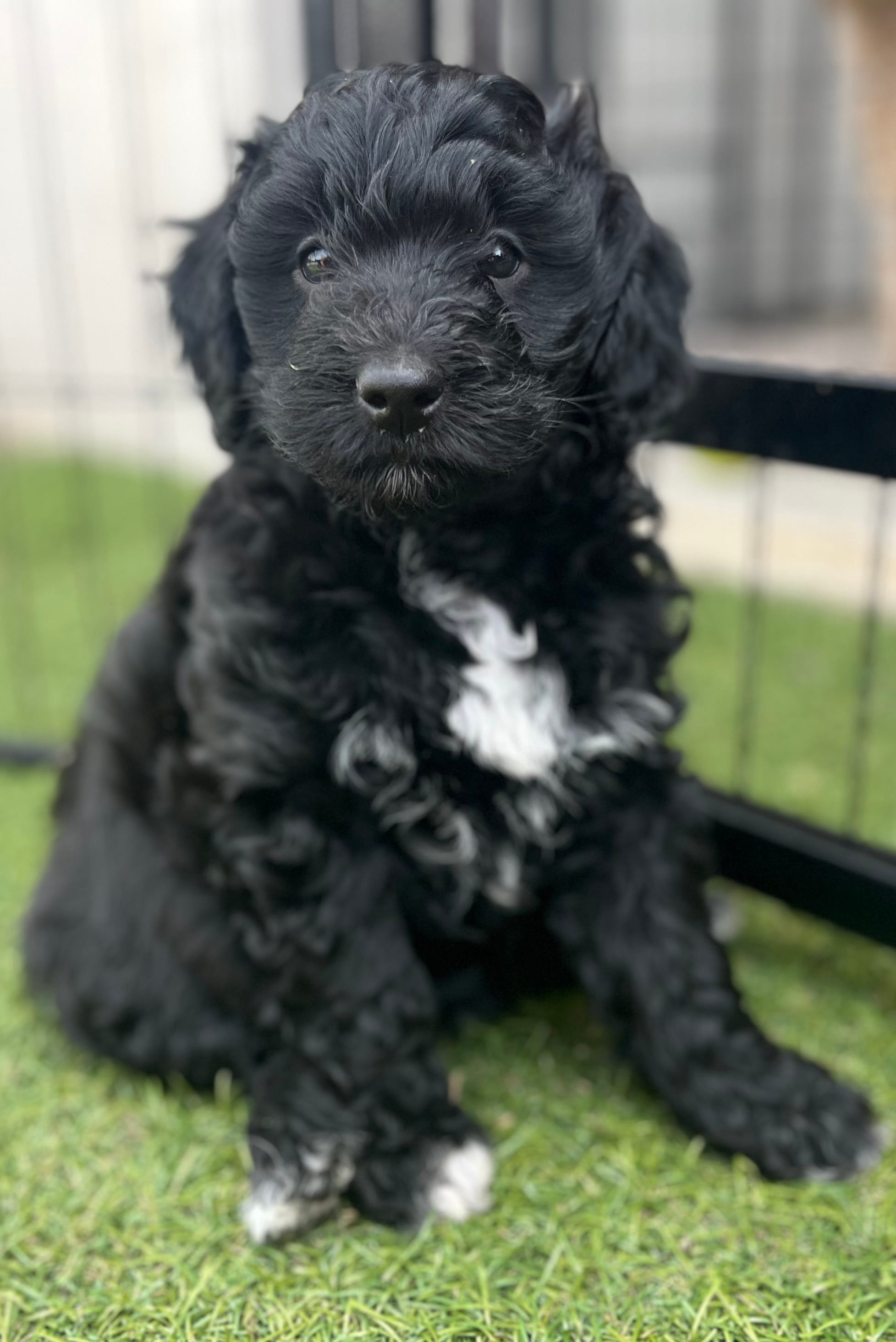 Beth (12-18lbs) – Aussiedoodle puppy for sale in Calimesa, CA