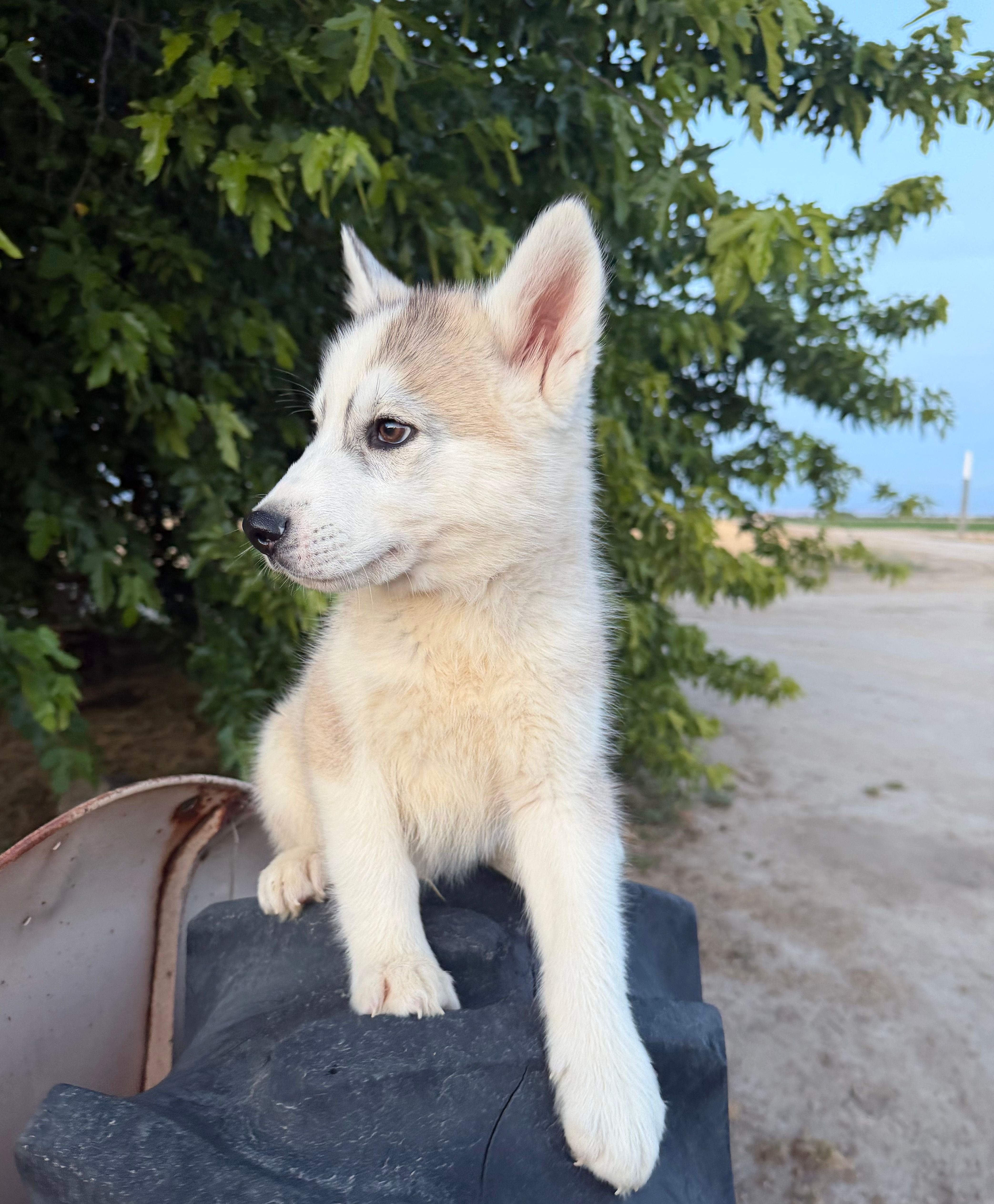 Koda – Siberian Husky puppy for sale in Tulare, CA