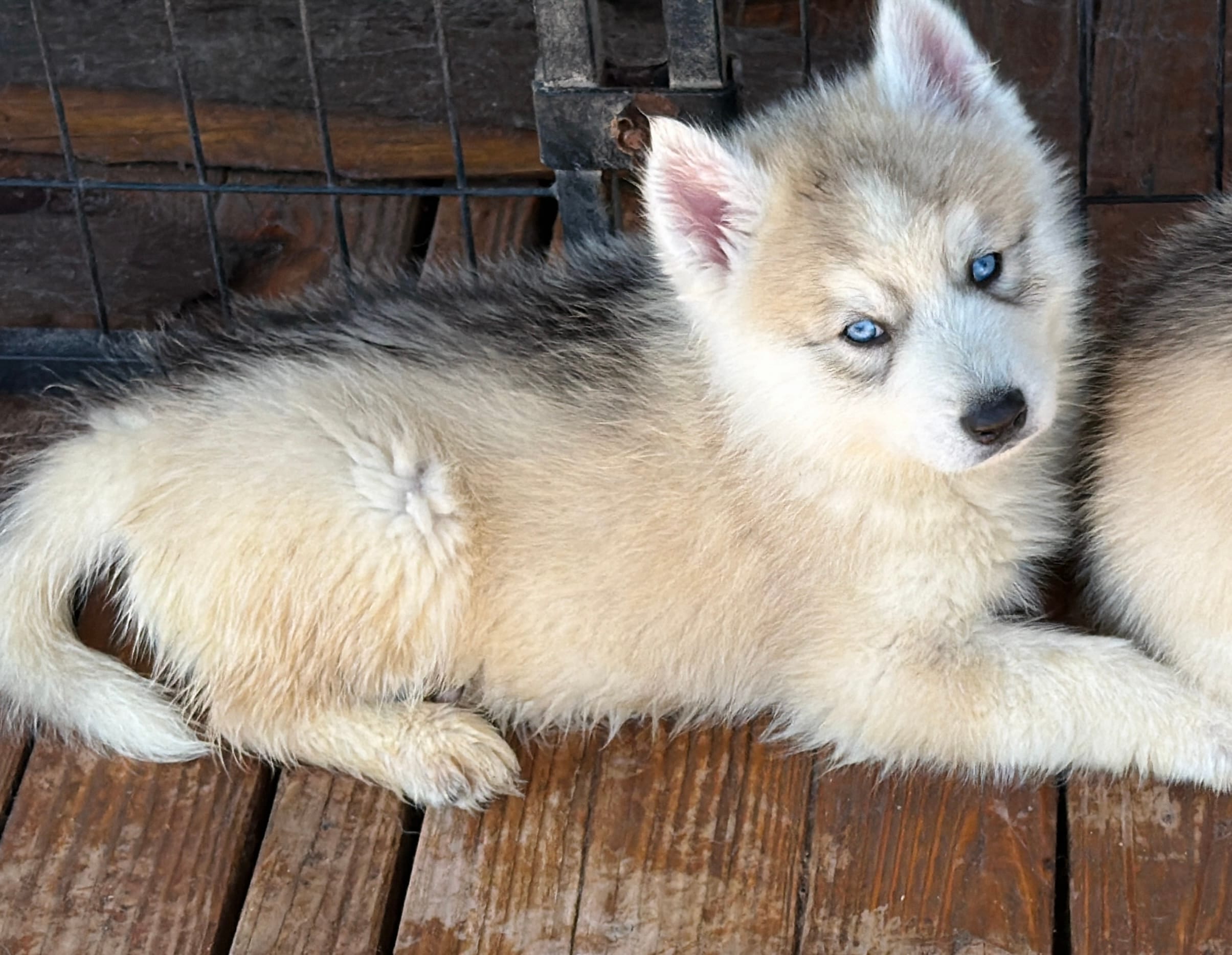 Skye – Siberian Husky puppy for sale in Tulare, CA