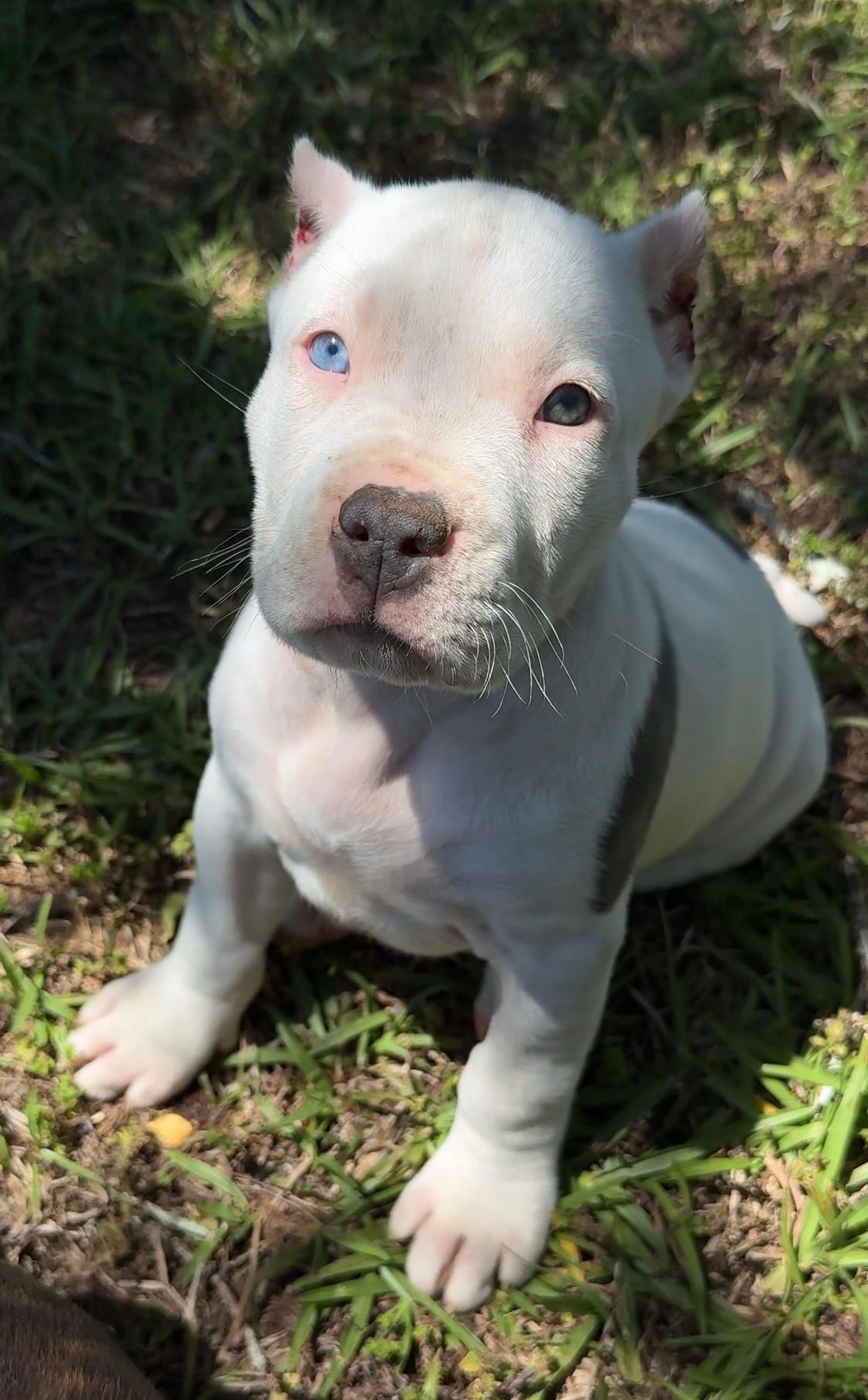 mama’s – American Bully puppy for sale in Hampton, GA