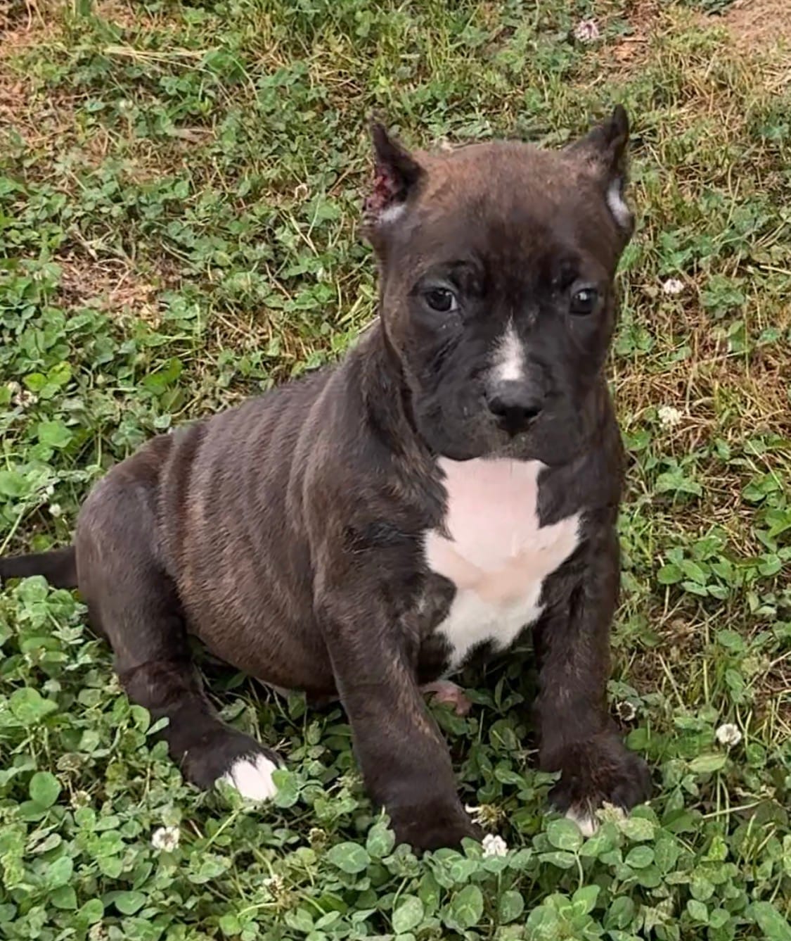 Boogie – American Bully puppy for sale in Hampton, GA