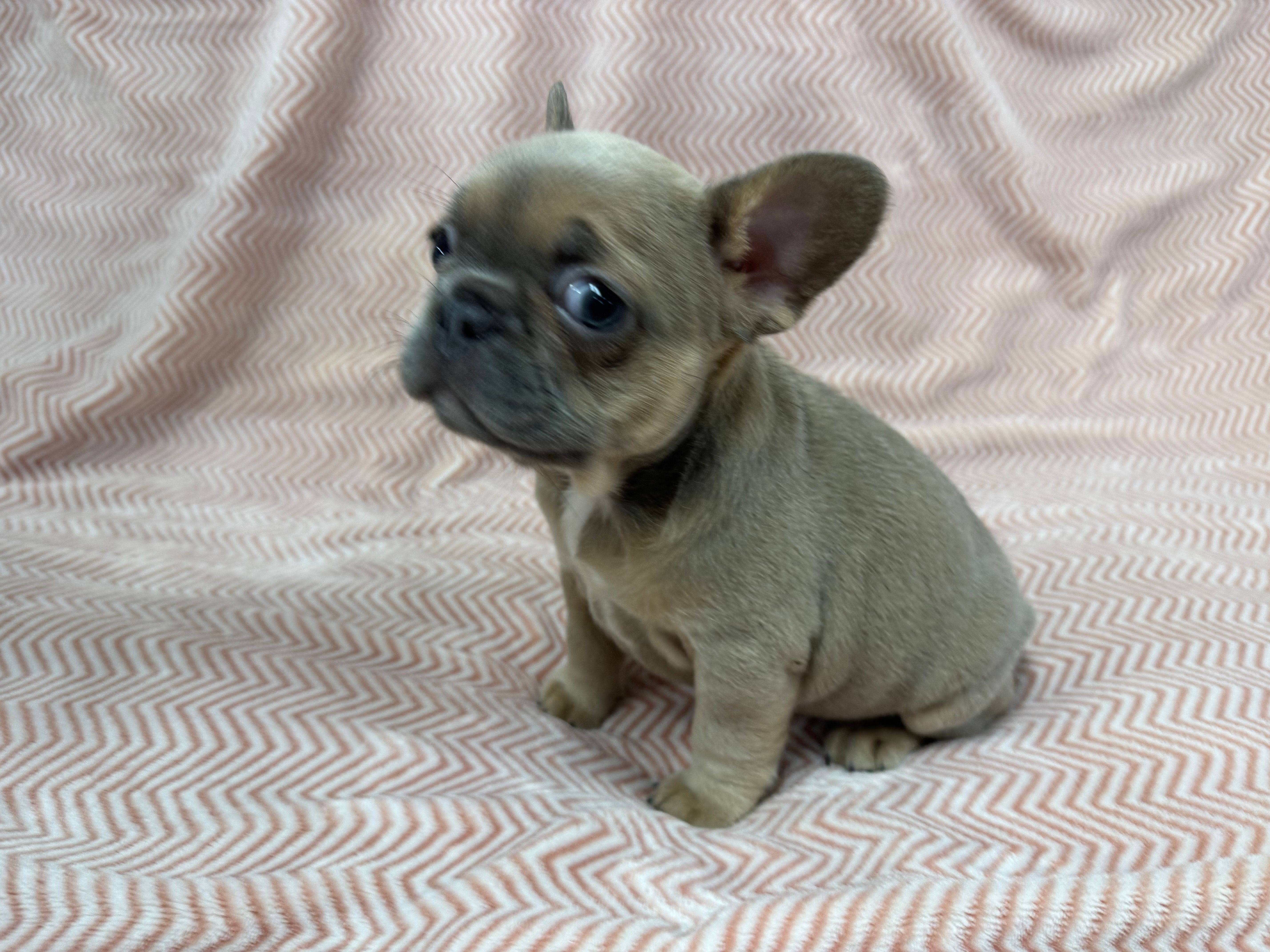 Quinn  – French Bulldog puppy for sale in Mullins, SC