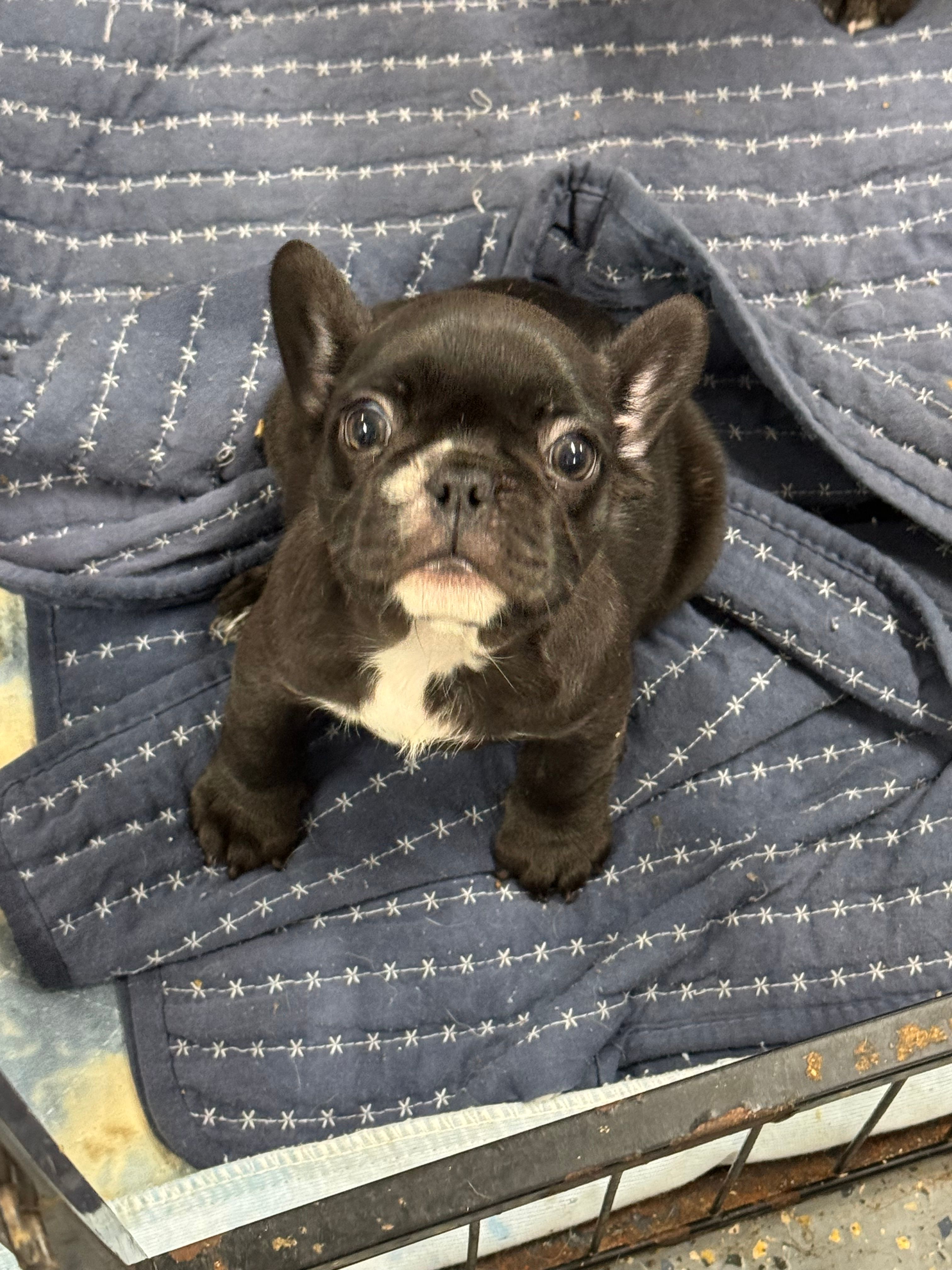 Olivia – French Bulldog puppy for sale in Mullins, SC